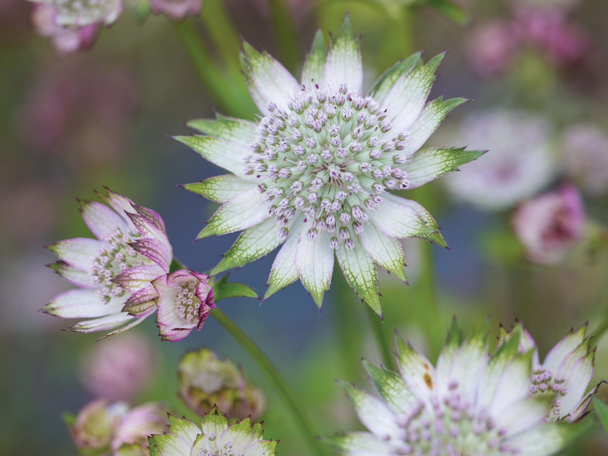 Small flowers in bloom