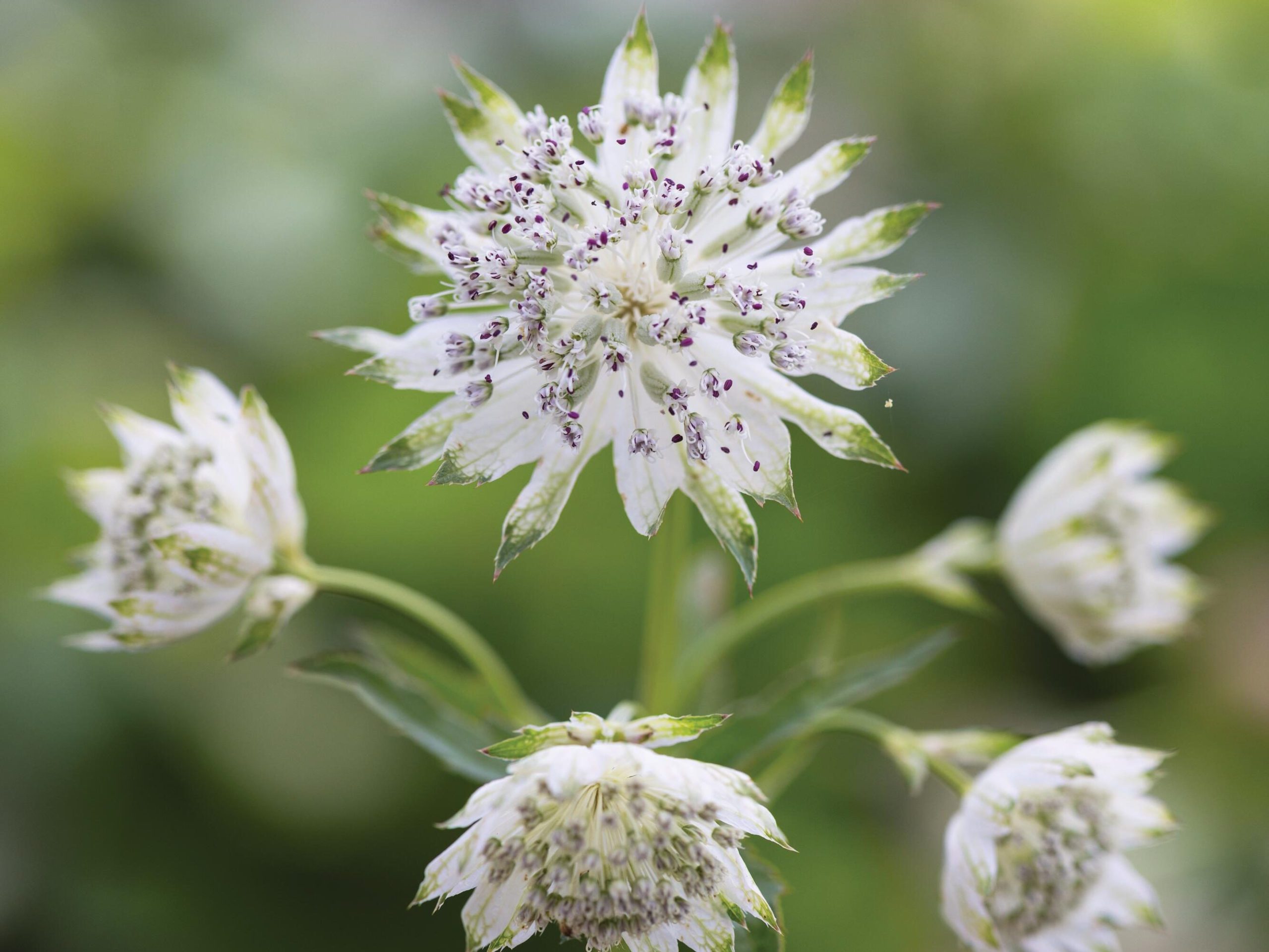 White flowers
