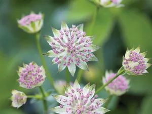 Astrantia Flowers