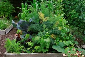 Piccolo orto Polyculture beds planted with a diverse range of plants suppresses weeds and encourage beneficial insects.