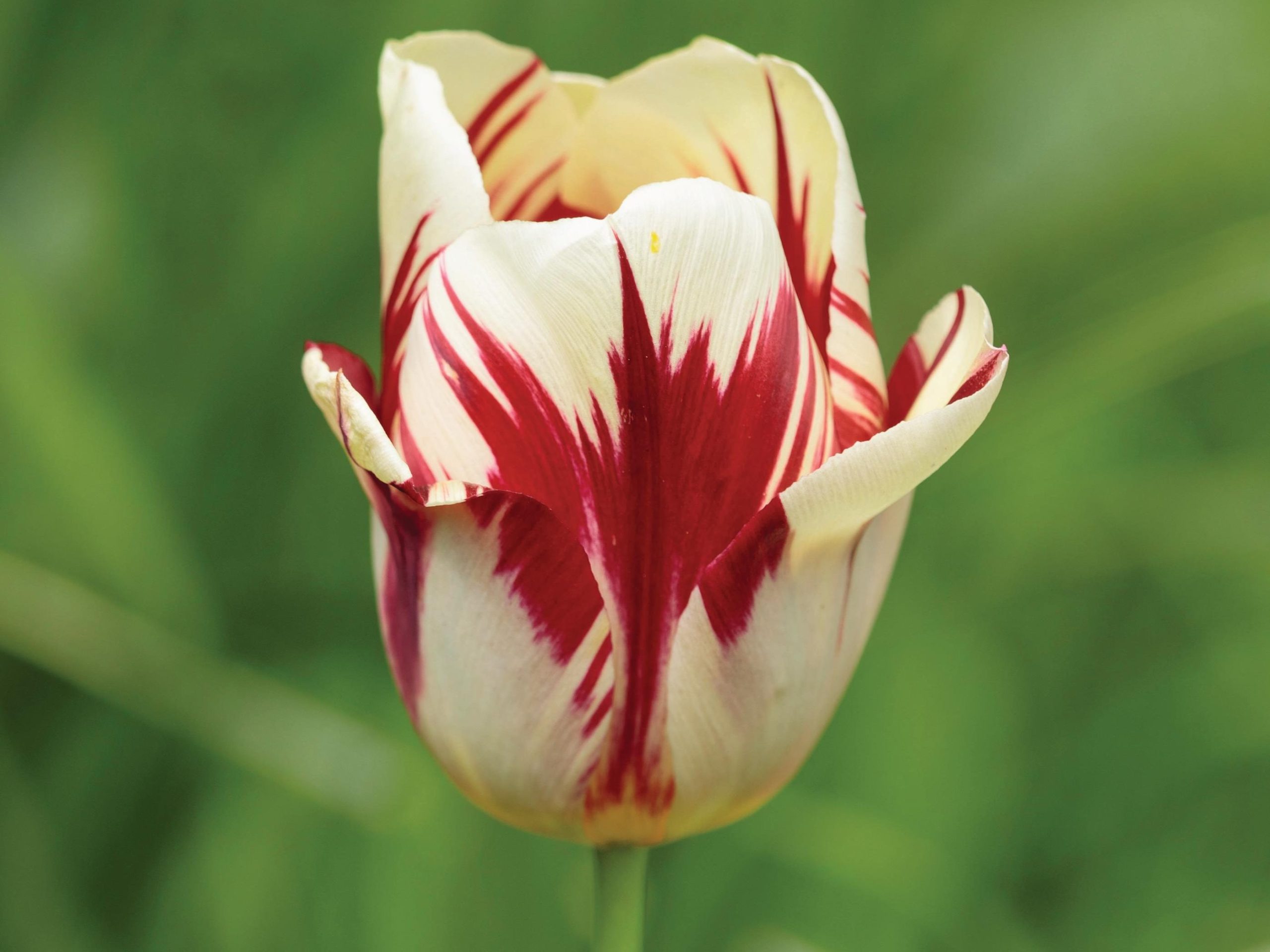 White and red flower