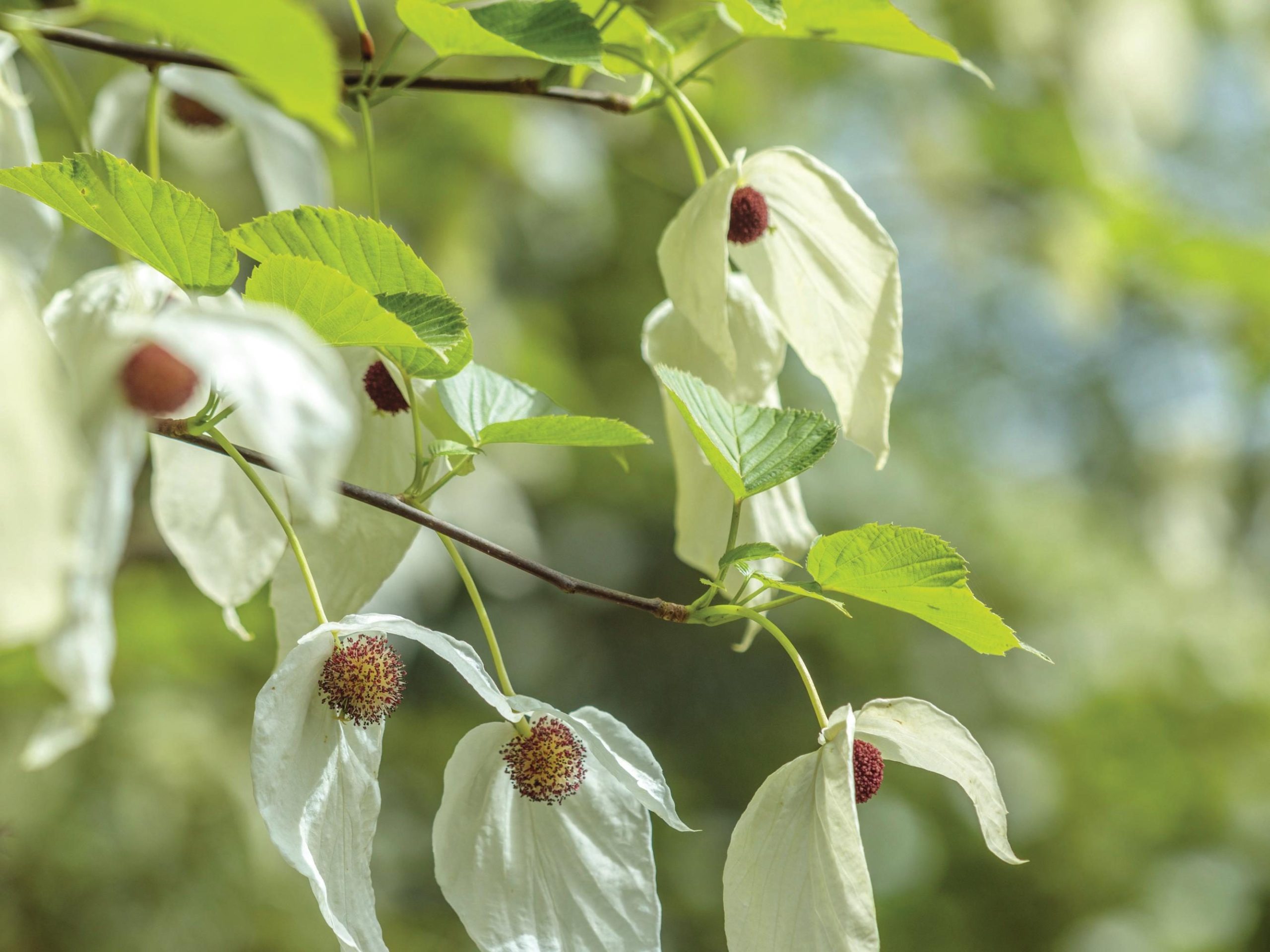 White flowers