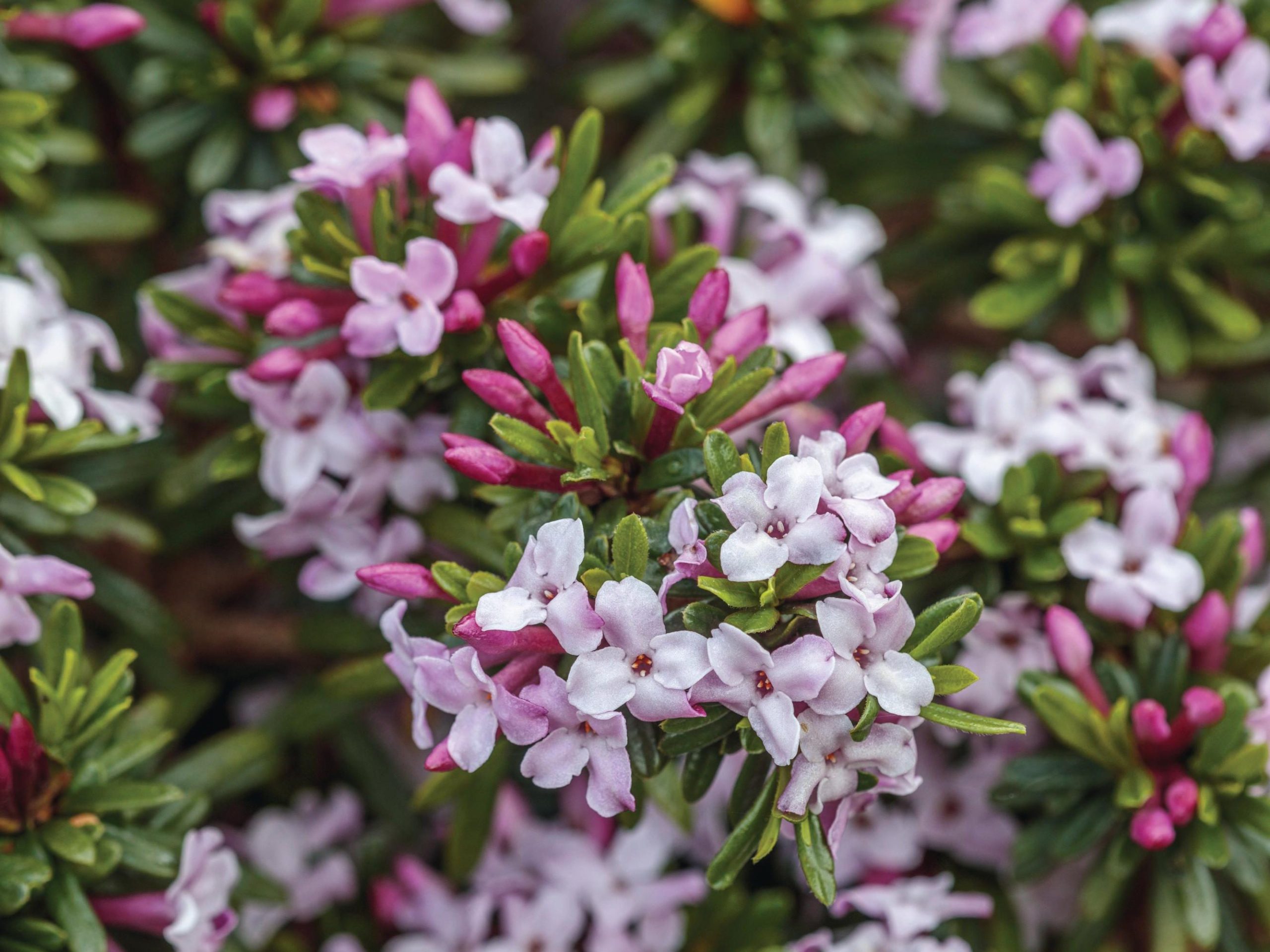 White and pink flowers in bloom