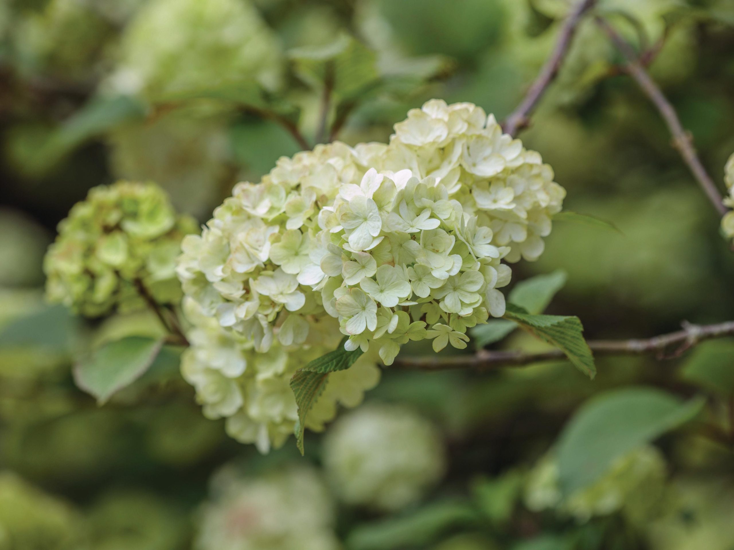White flowers