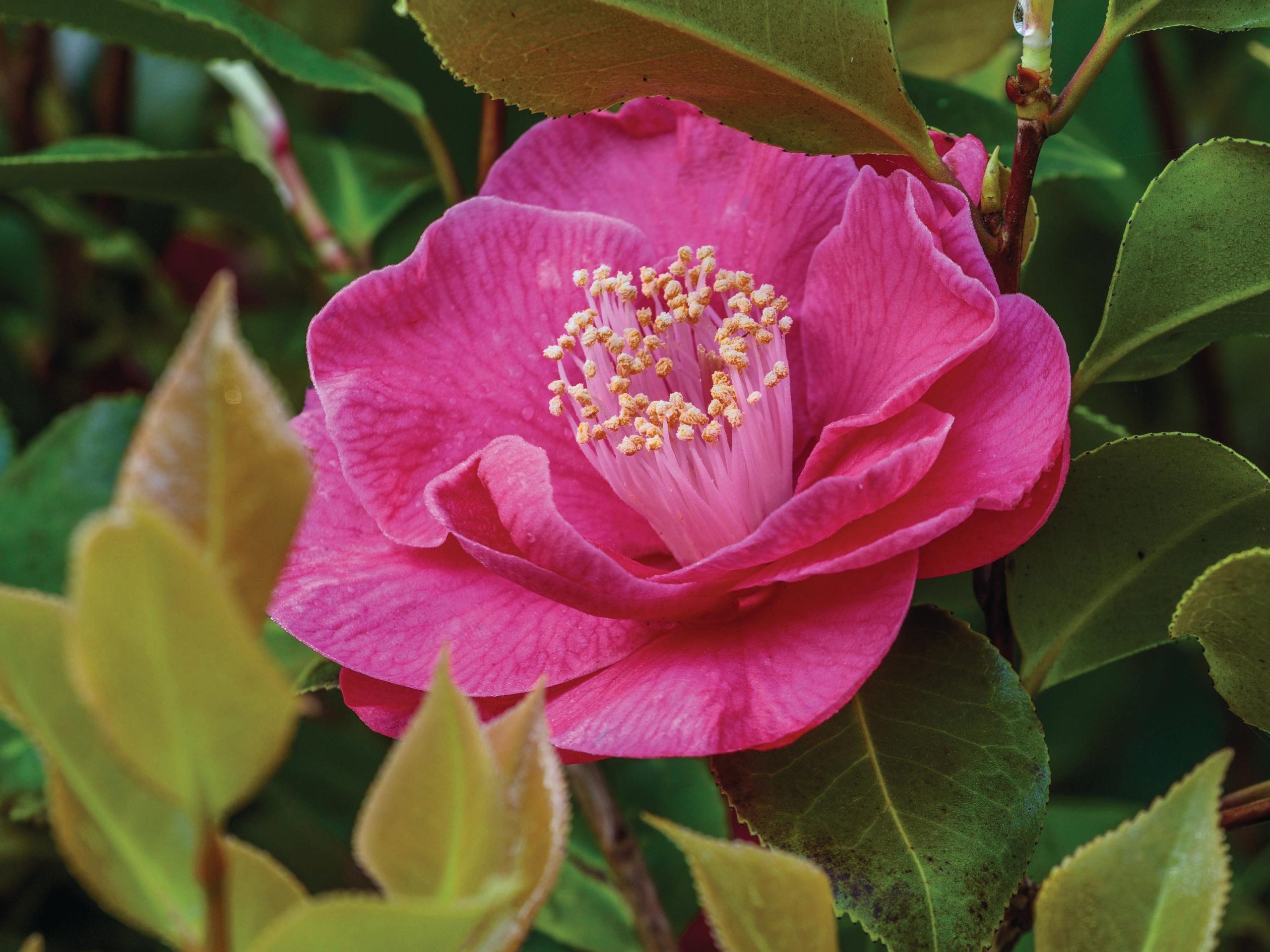 Pink flower