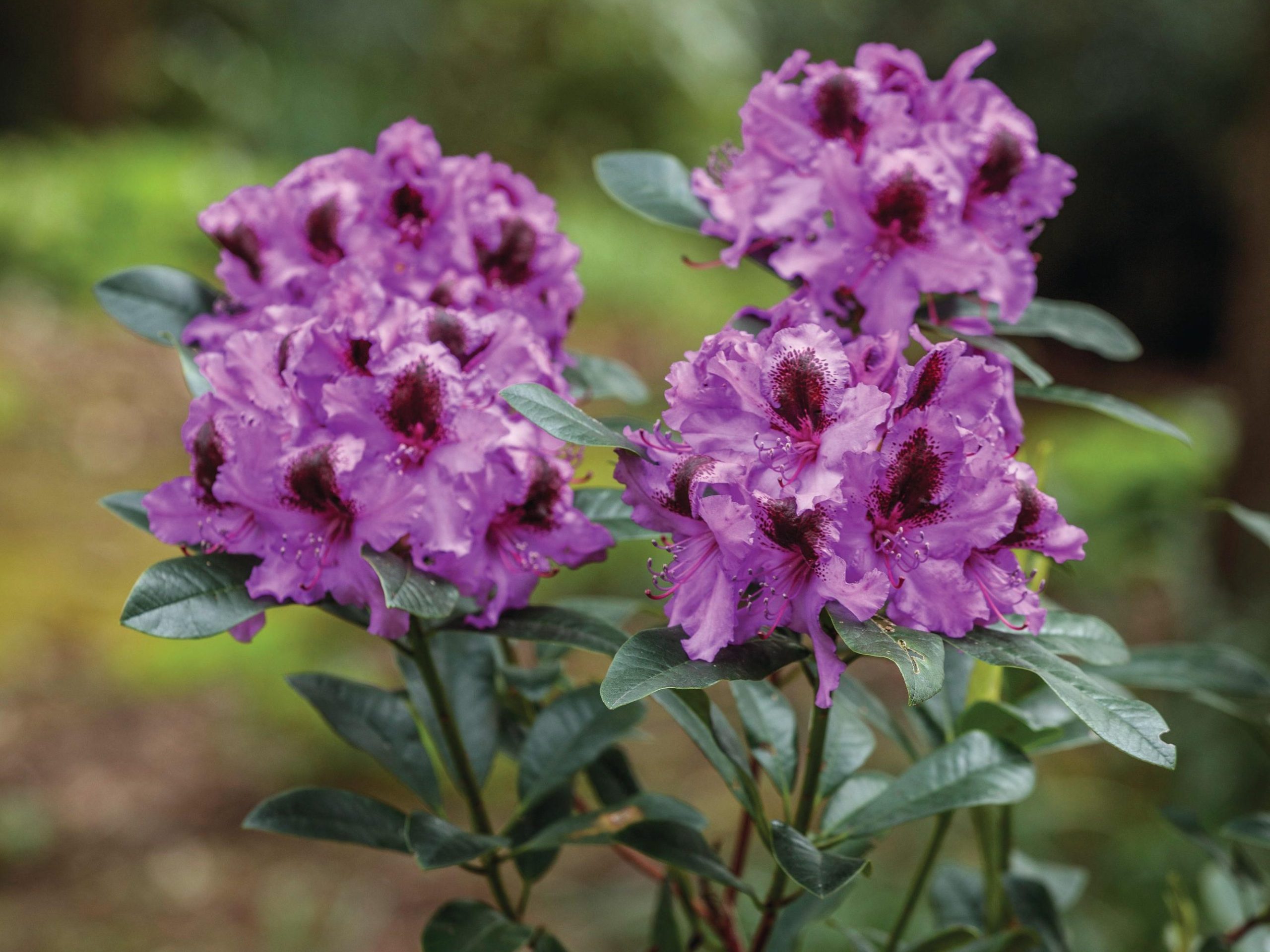 Purple flowers