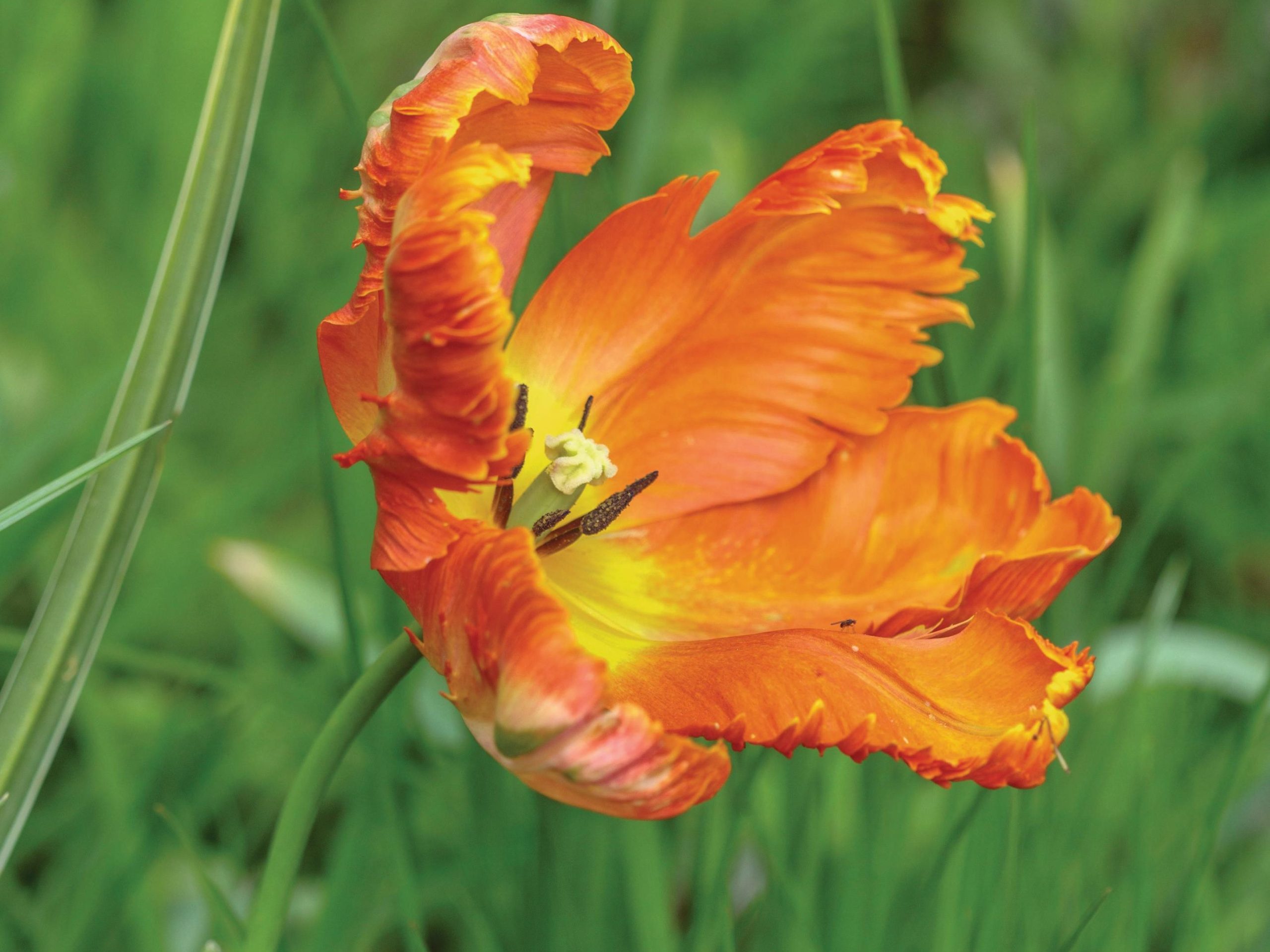 Orange flower