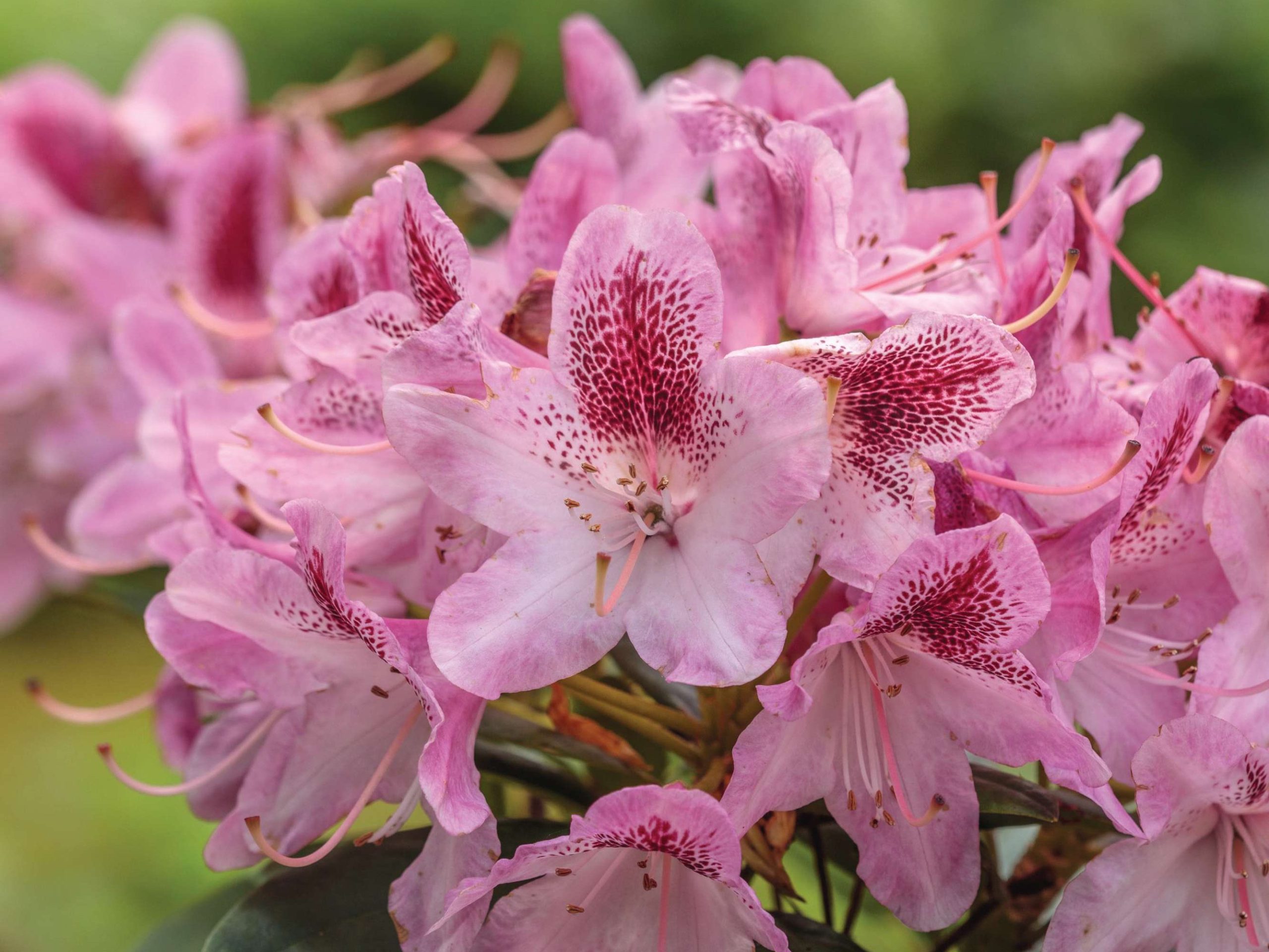 Pink flowers
