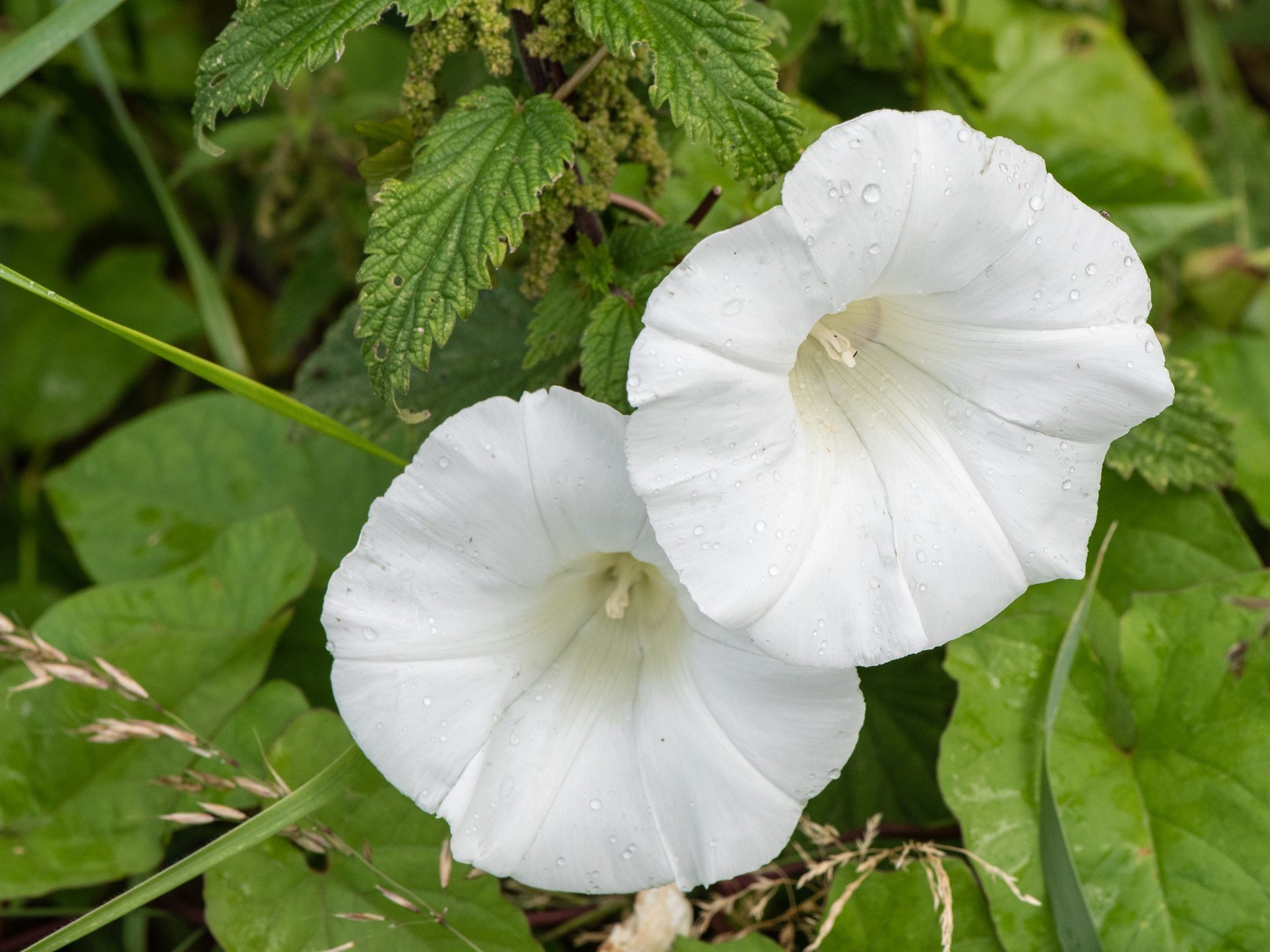 Bindweed