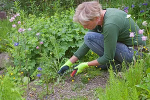 woman weeding the garden, Germany Woman weeding the garden, Germany