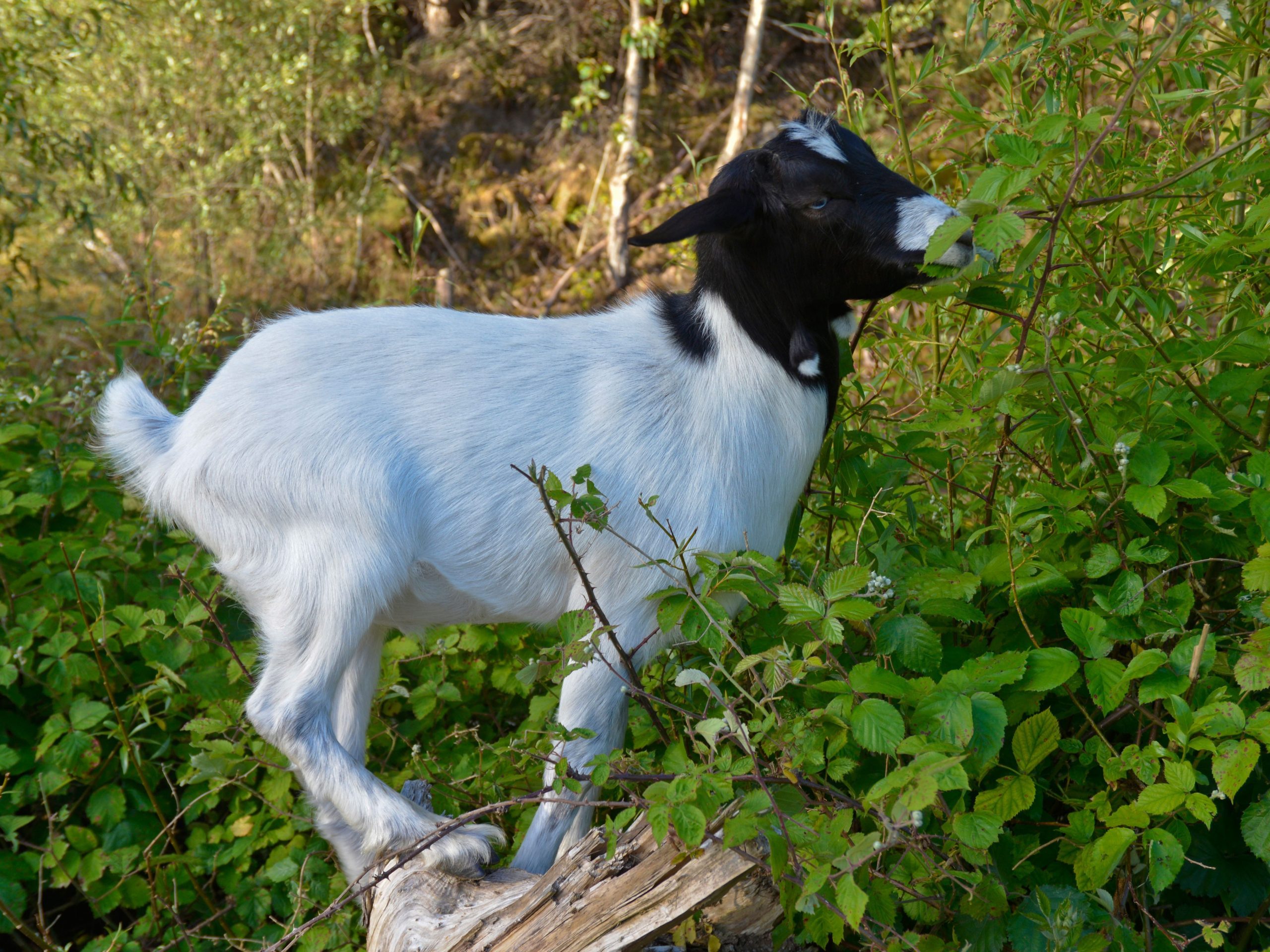 Goat grazing