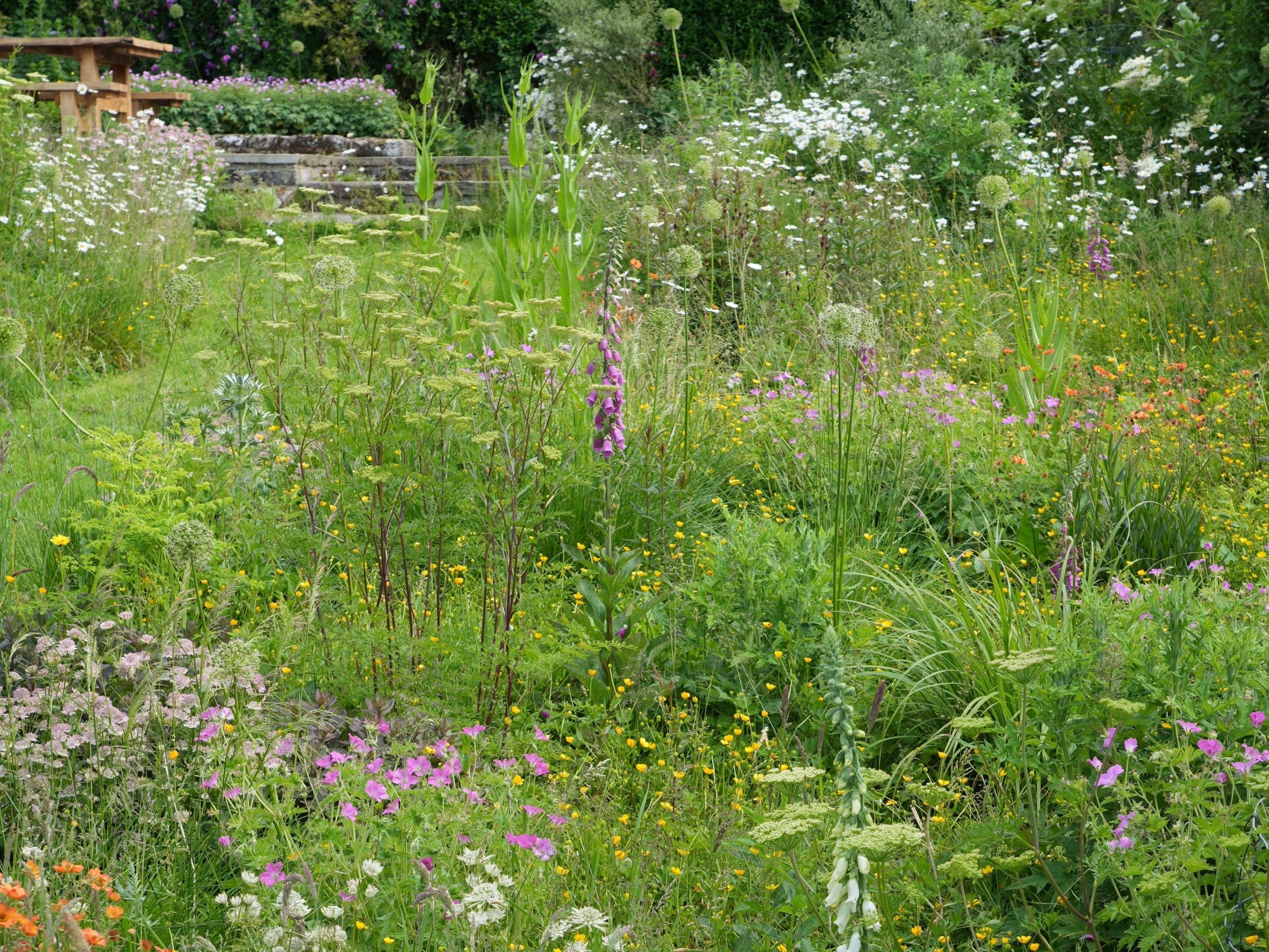 Garden in bloom