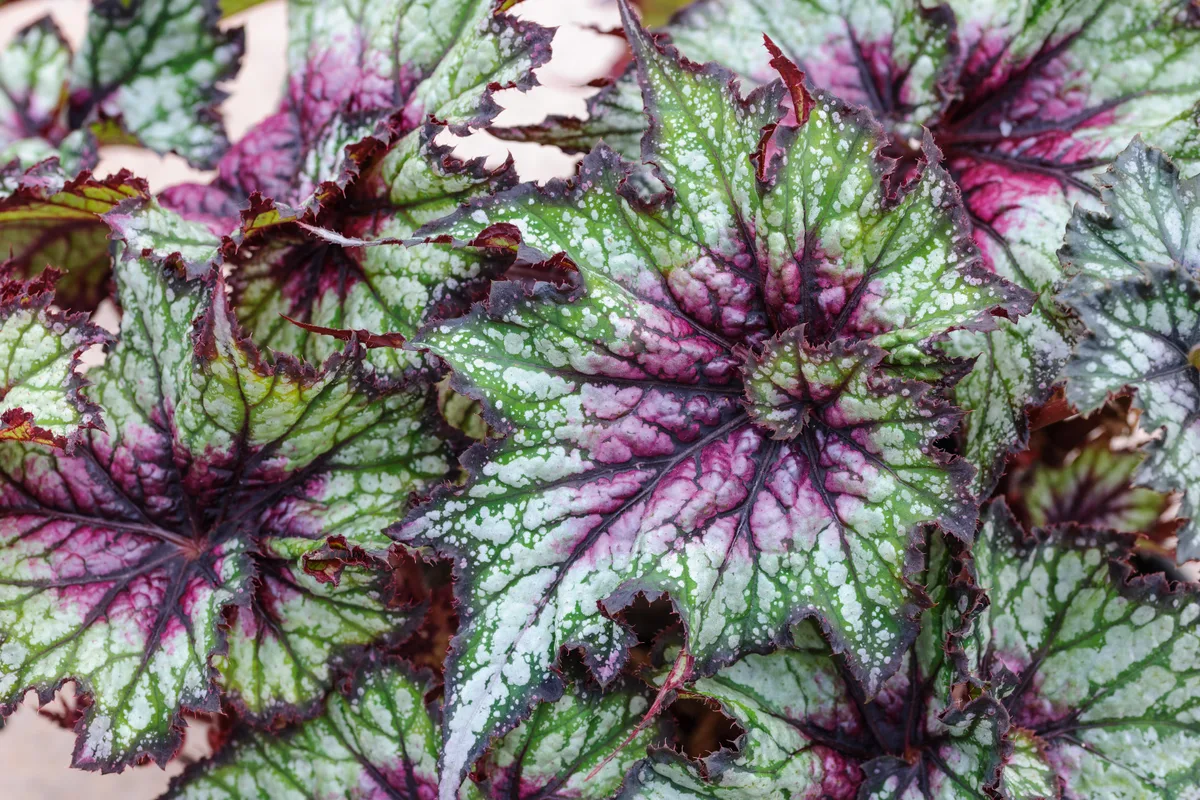 Begonia 'Red Tempest' Begonia 'Red Tempest'