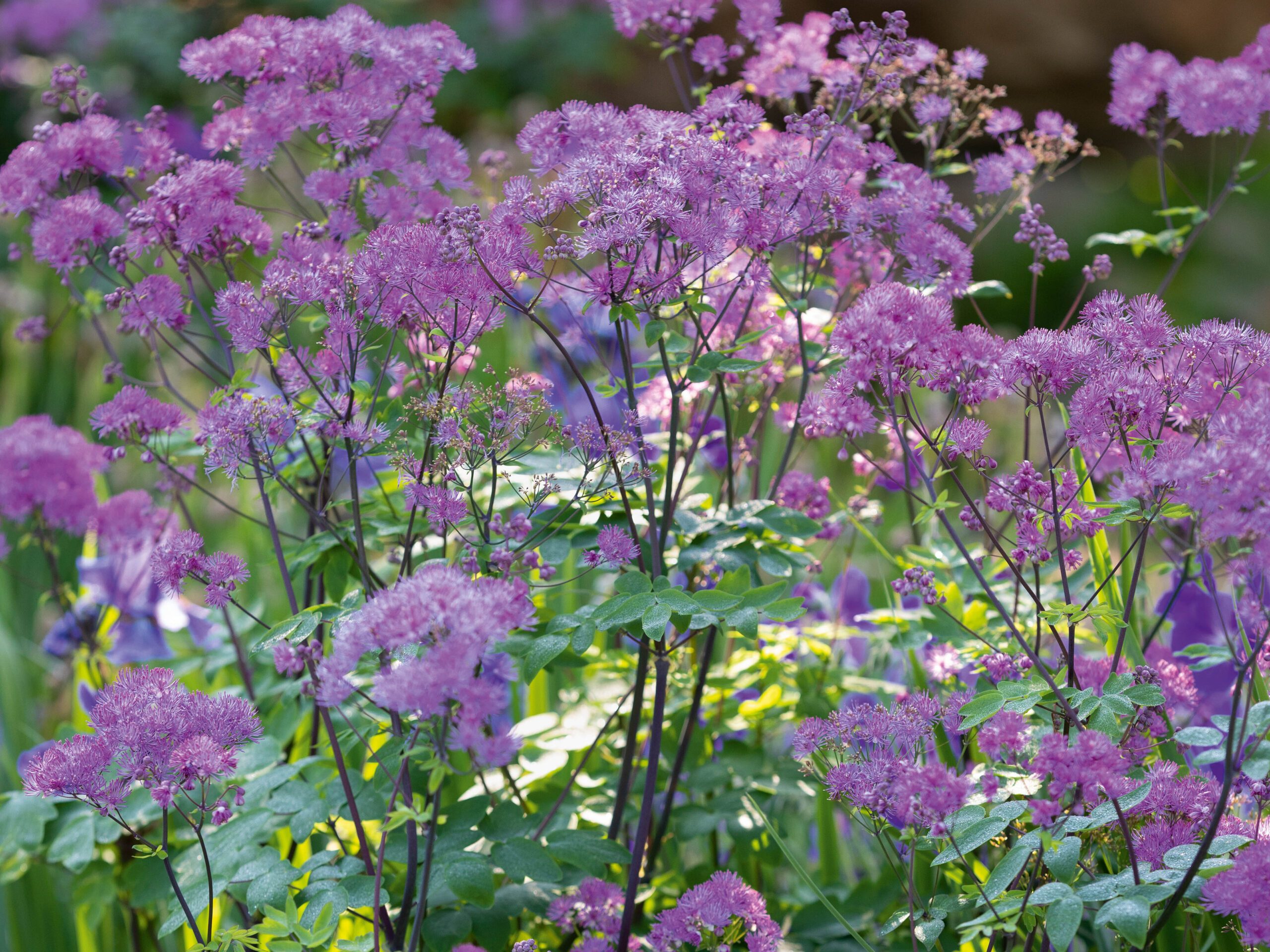 Thalictrum 'Black Stockings'