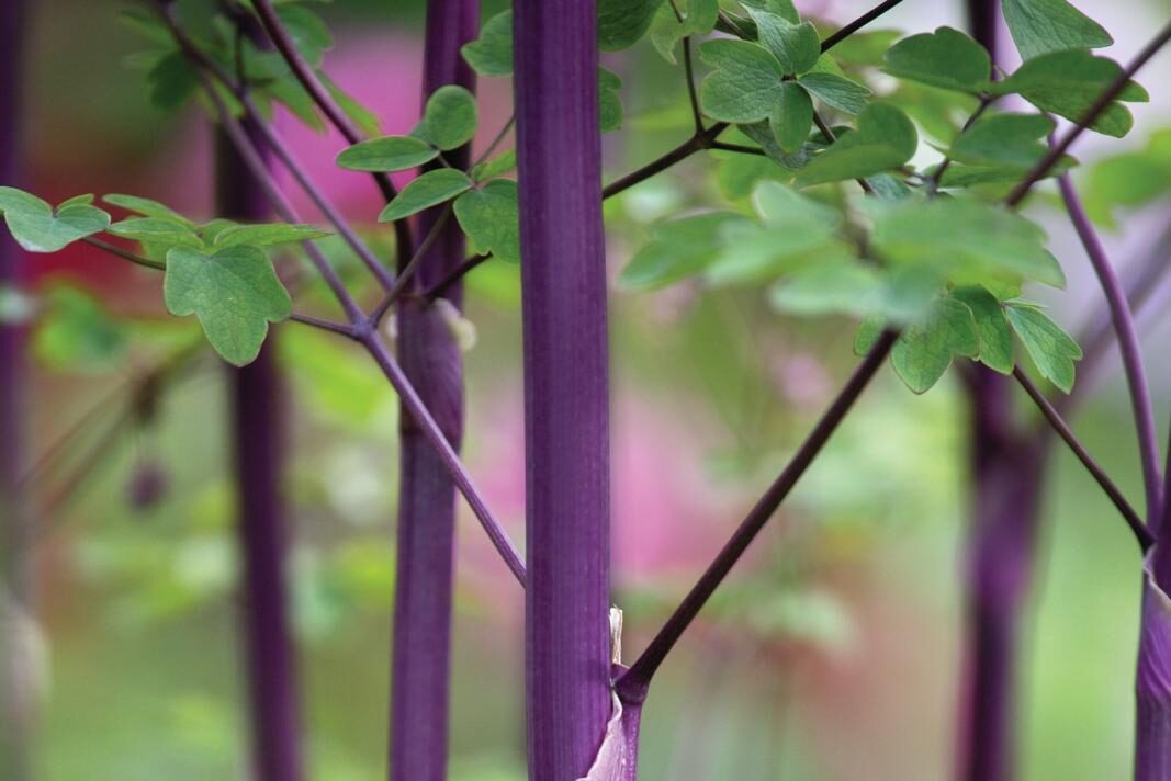 Thalictrum ‘Elin’