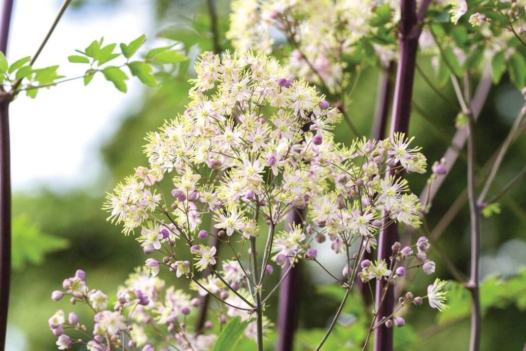 Thalictrum ‘Anne’