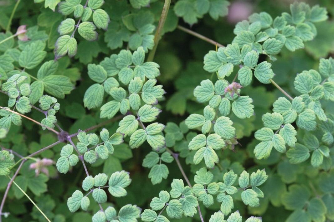 Thalictrum&nbsp;minus&nbsp;‘Adiantifolium’