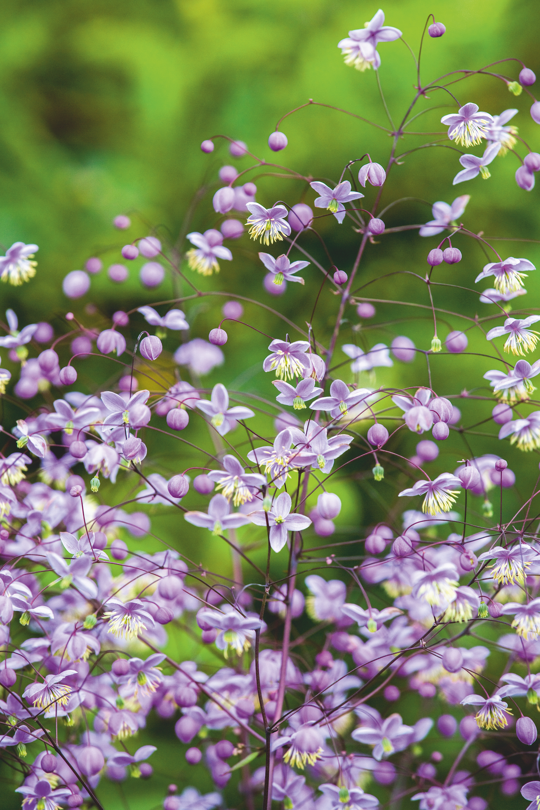 Plant portrait of Thalictrum delavayi 'Ankum'