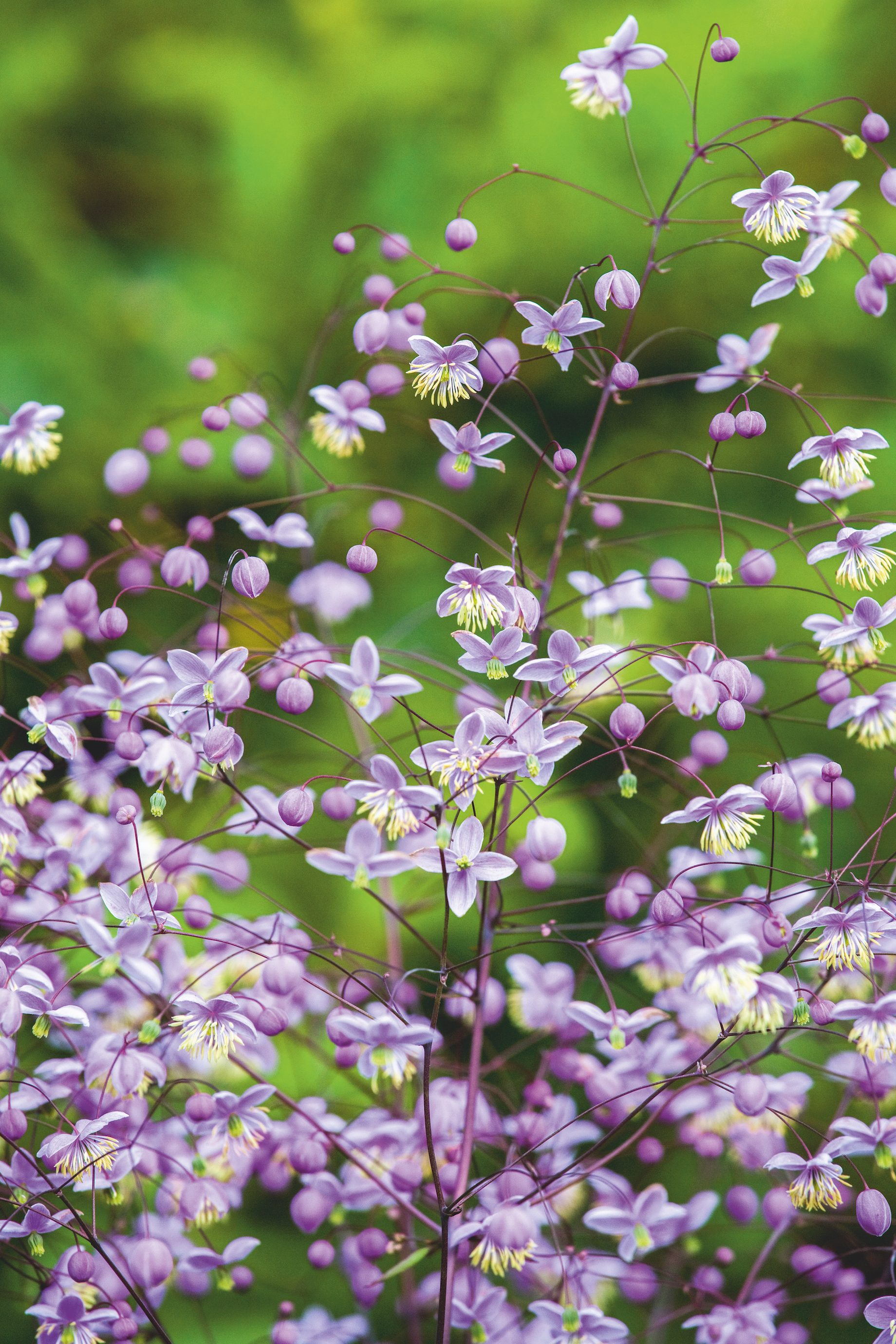 Plant portrait of Thalictrum delavayi 'Ankum'