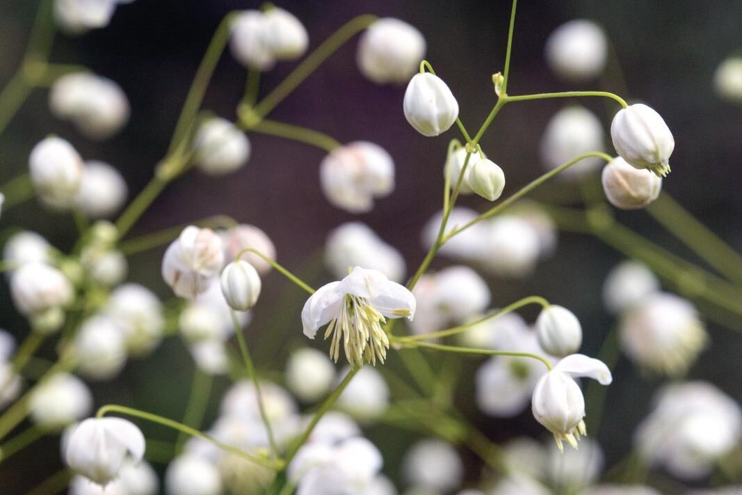 Thalictrum Splendide White (= ‘Fr21034’)
