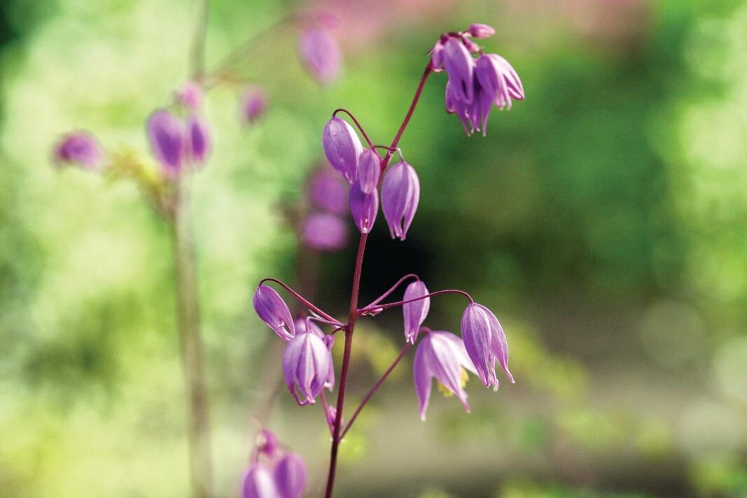 Thalictrum delavayi var. decorum