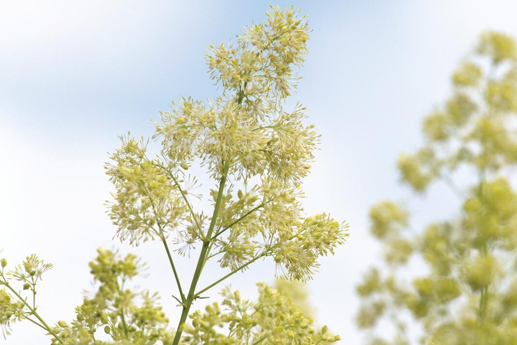 Thalictrum&nbsp;lucidum