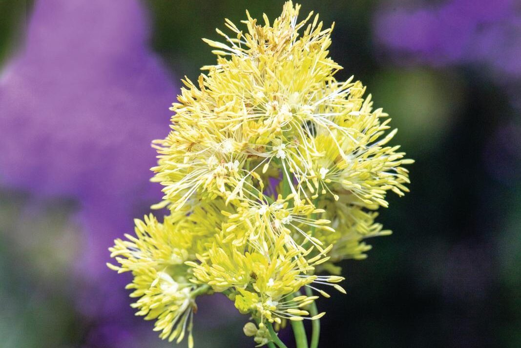 Thalictrum flavum subsp. glaucum