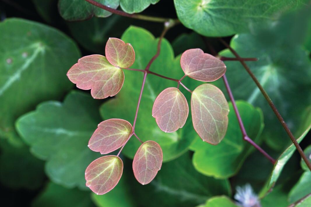 Thalictrum&nbsp;ichangense