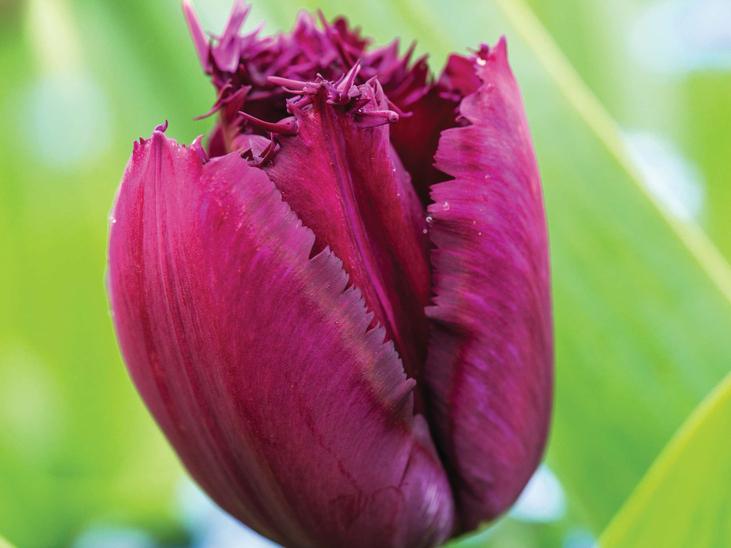 Tulipa ‘Curly Sue’