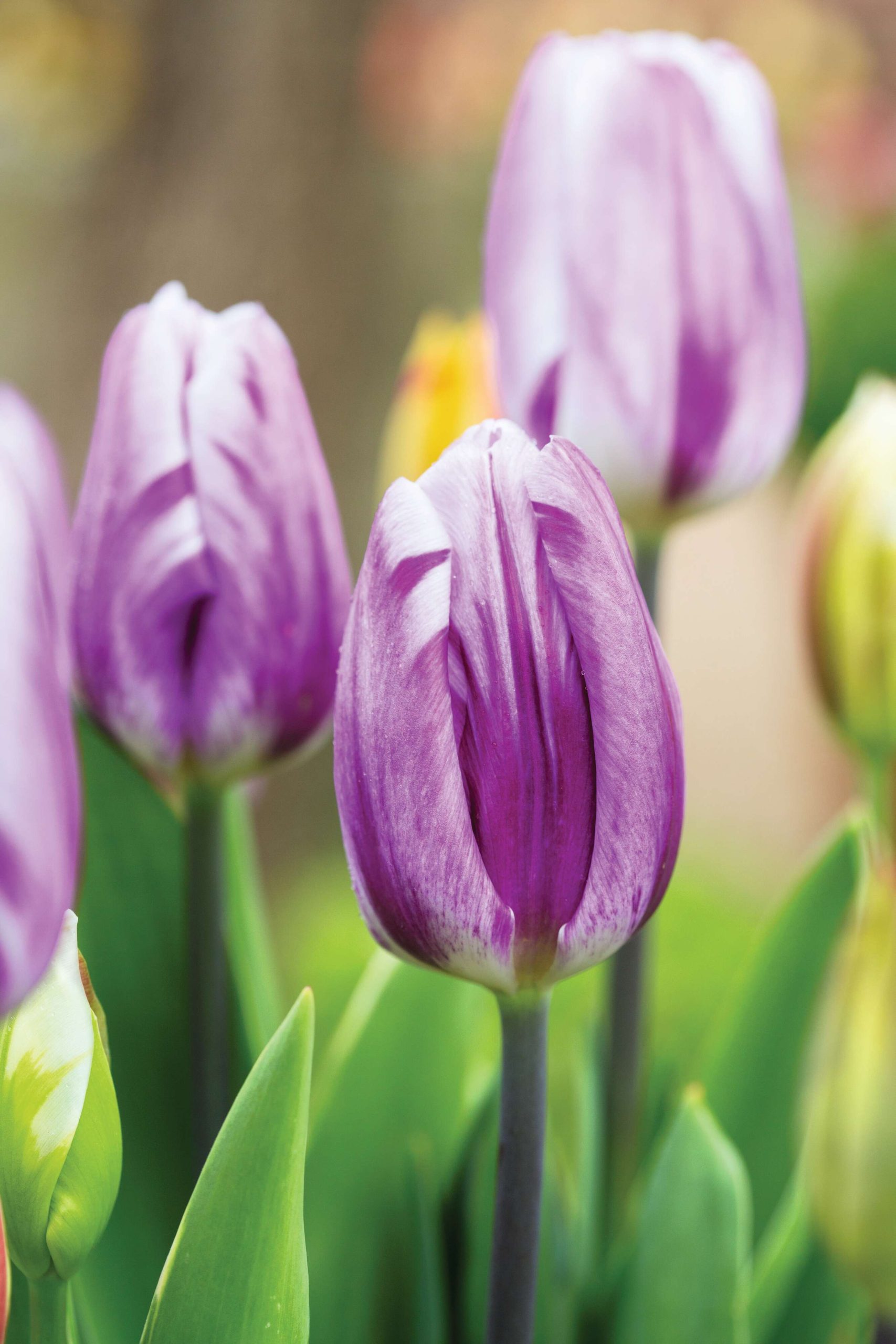 Tulipa ‘Flaming Flag’