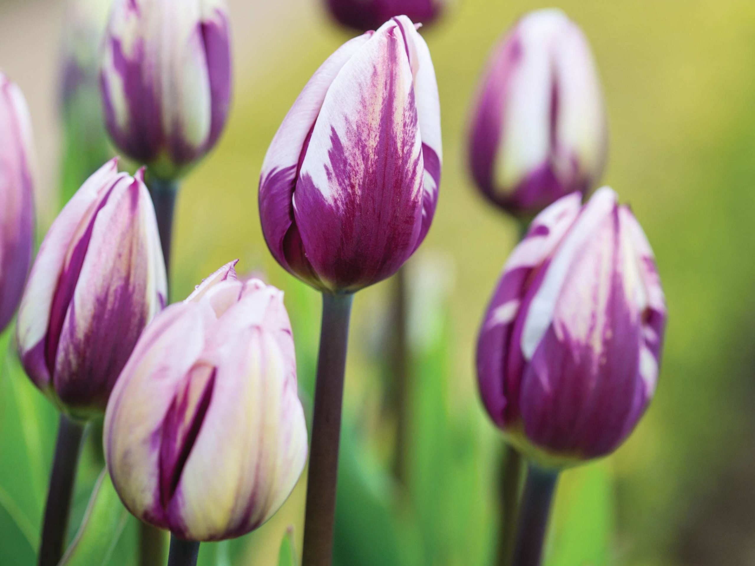 Tulipa ‘Rems Favourite’