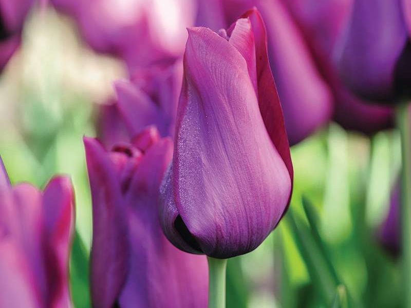Tulipa ‘Merlot’
