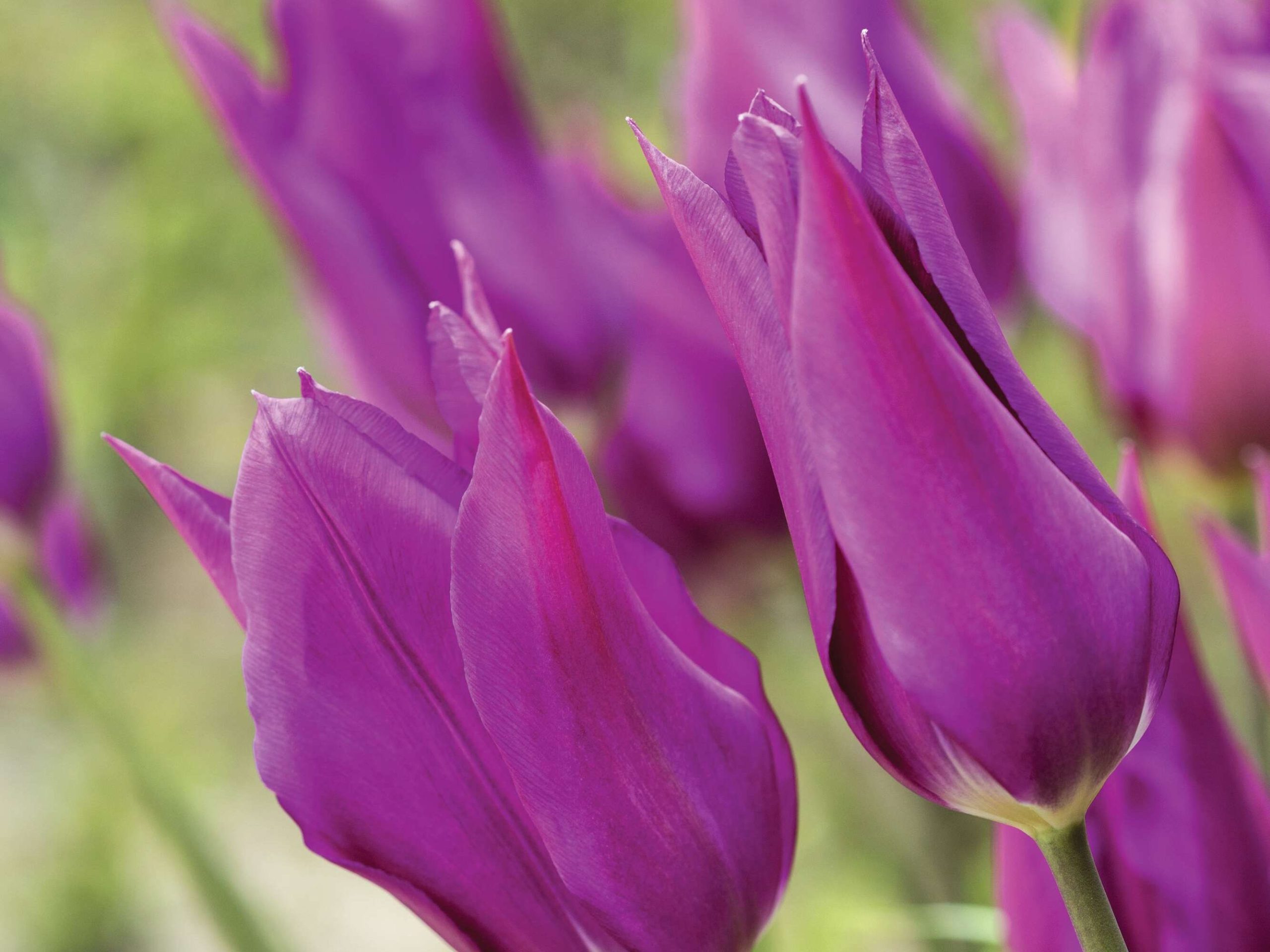 Tulipa ‘Purple Dream’