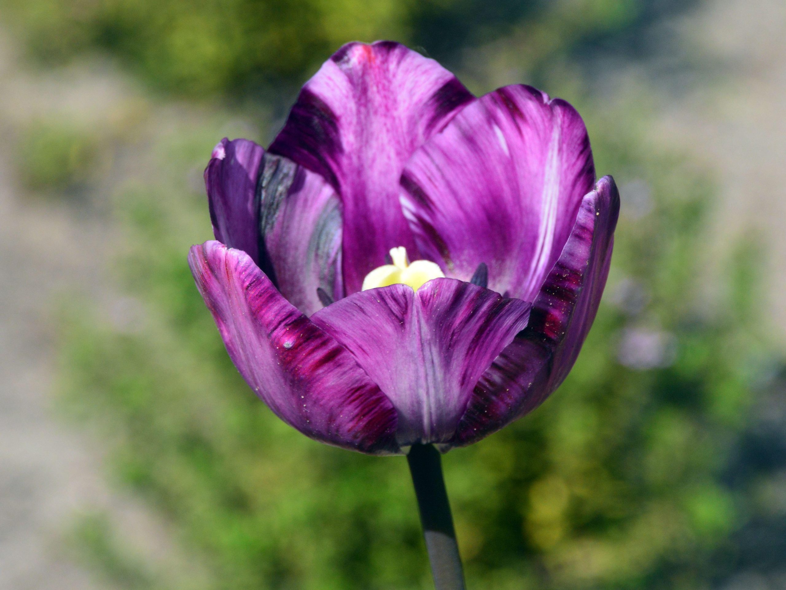 Tulipa 'Columbine'