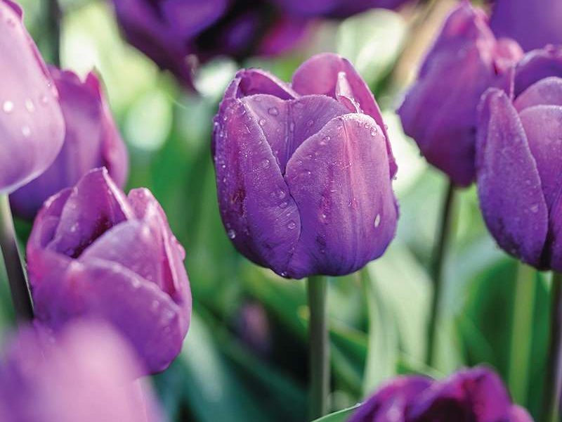Tulipa ‘Negrita’