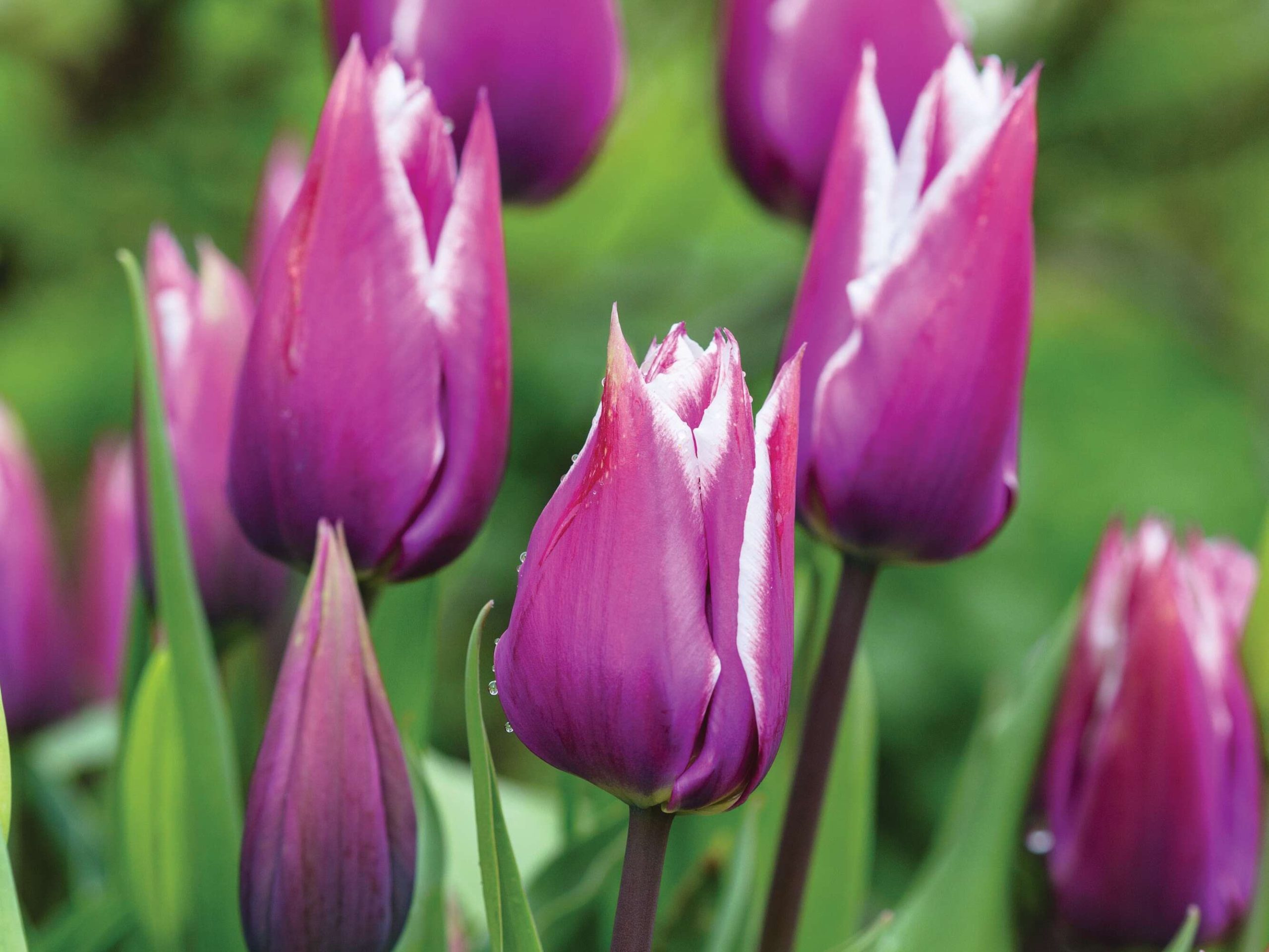Tulipa ‘Claudia’