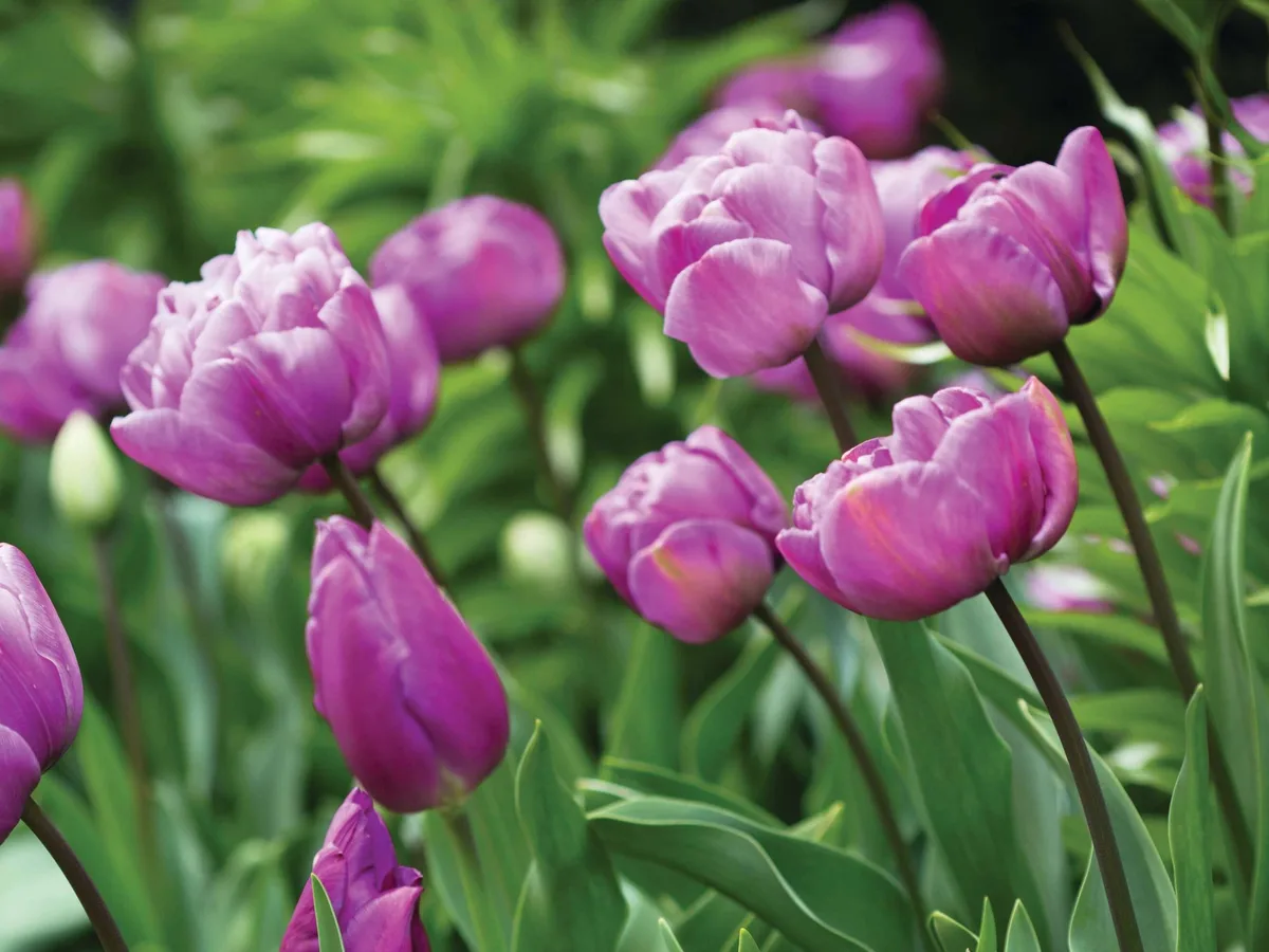 Tulipa ‘Blue Diamond’ RW blue_diamond_arundel_castle_10_preview Tulipa ‘Blue Diamond’