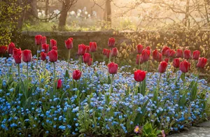 Dixter Tulips