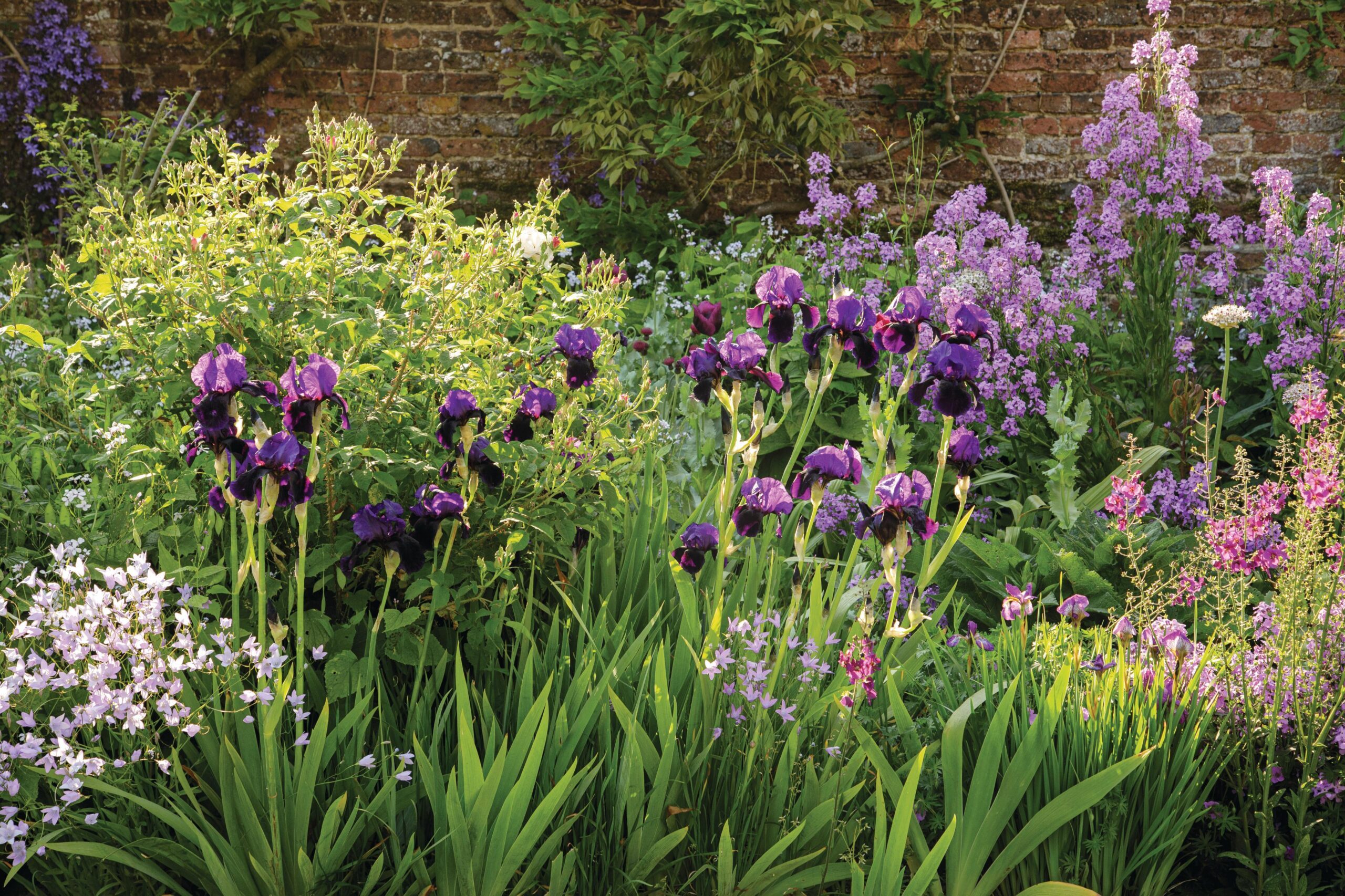 Iris ‘Black Taffeta’ threaded through with campanula and the biennial sweet rocket, Hesperis matronalis, behind.
