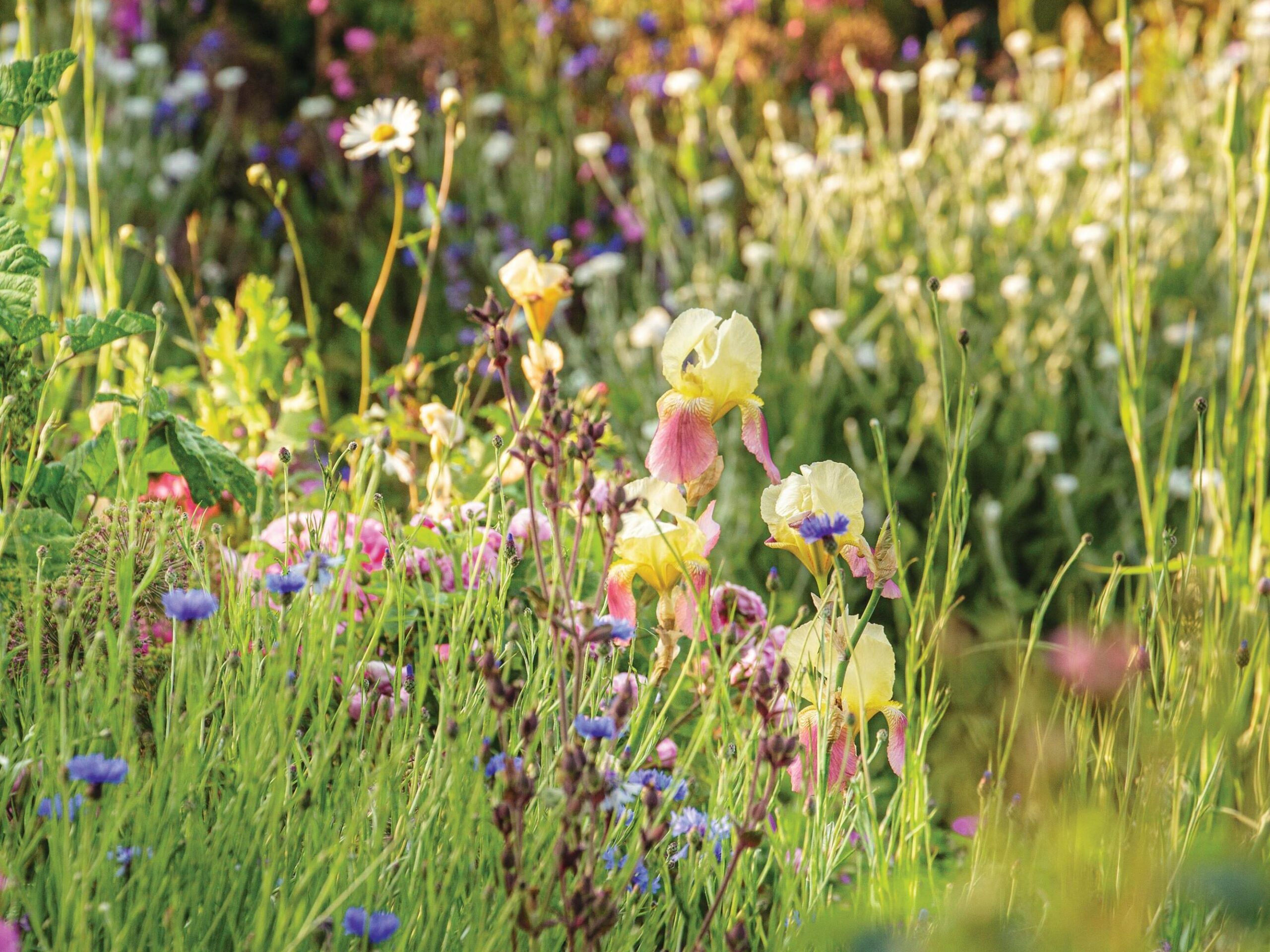 Another US hybrid from the 1940s, and one of Troy’s all-time favourites, is Iris ‘Shannopin’. Its exuberance is tempered by gently embedding it among simple natives, such as blue cornflower, ox-eye daisies and foxgloves.
