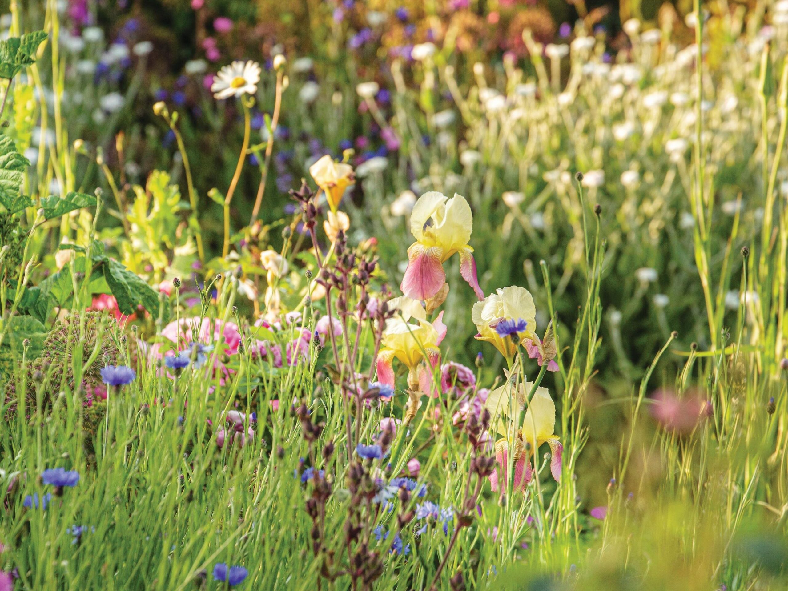 Another US hybrid from the 1940s, and one of Troy’s all-time favourites, is Iris ‘Shannopin’. Its exuberance is tempered by gently embedding it among simple natives, such as blue cornflower, ox-eye daisies and foxgloves.