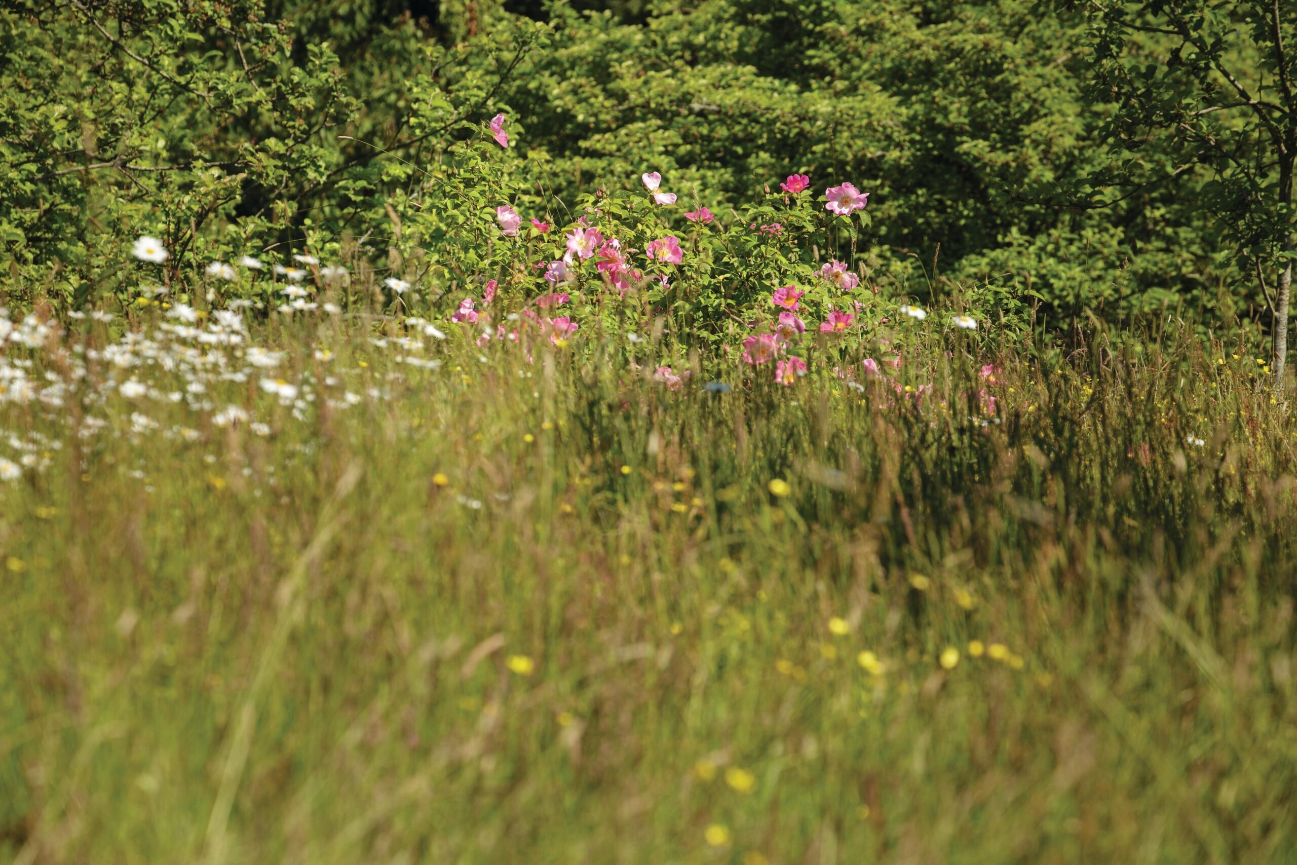 In the long grass of the Orchard, a touch of romance is imparted by wild-looking roses, such as Rosa roxburghii, the chestnut rose, which has large single pale-pink flowers, followed by spiny yellow-green hips.