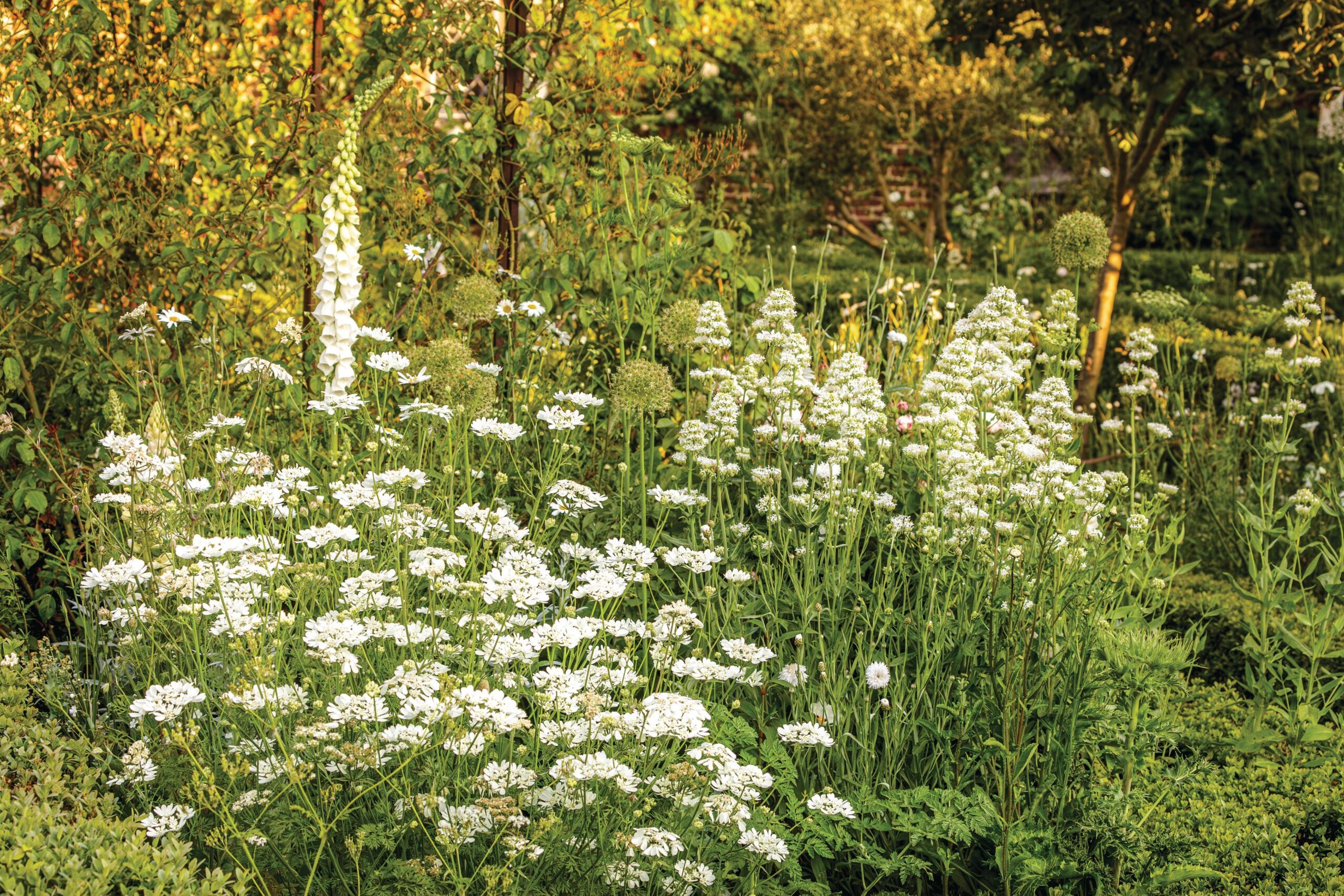 Form is everything when working in single colours, particularly white. Here Orlaya grandiflora swirls around Centranthus ruber ‘Albus’ with a single white foxglove adding a powerful vertical energy.