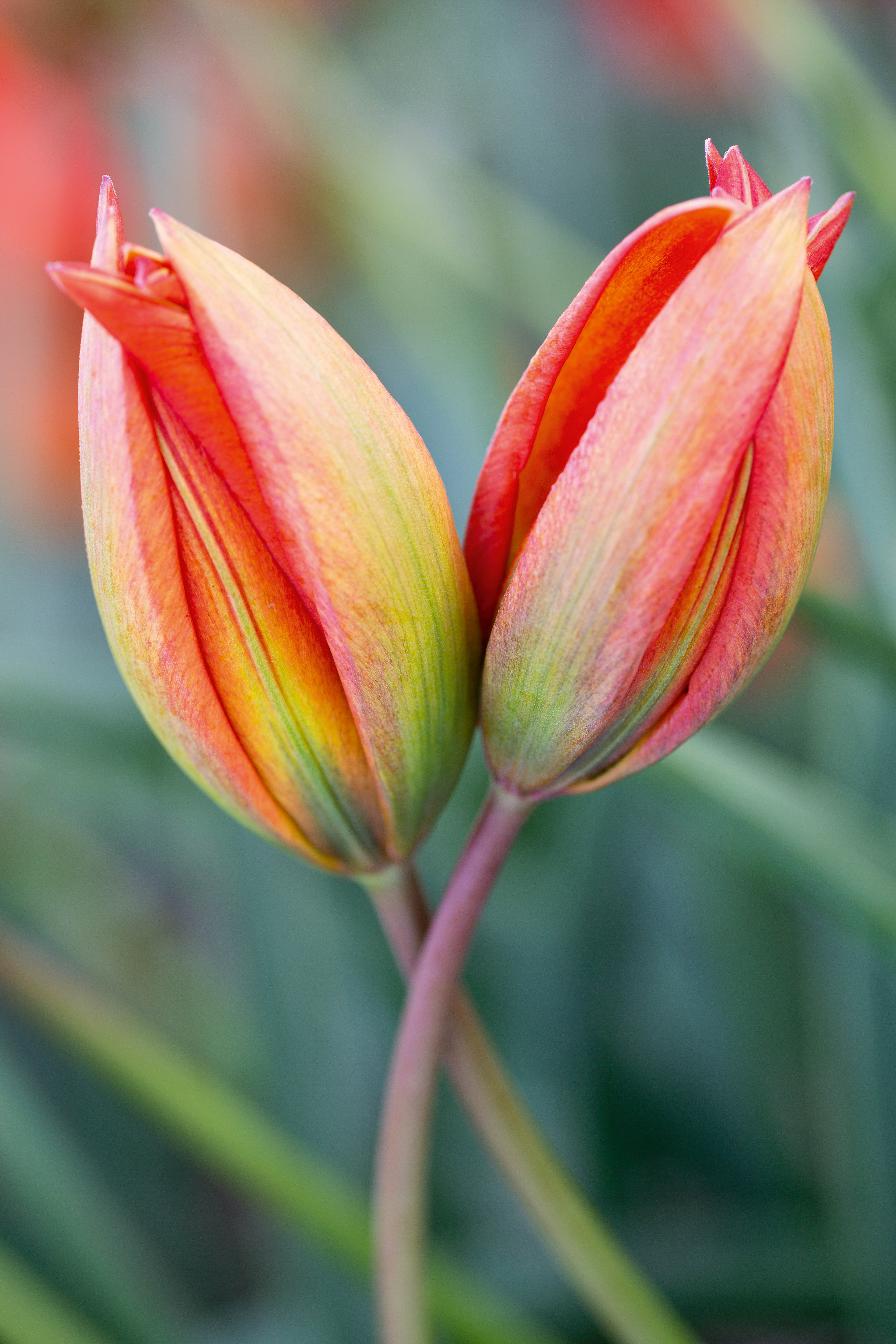 Tulipa orphanidea Whittalii Group
