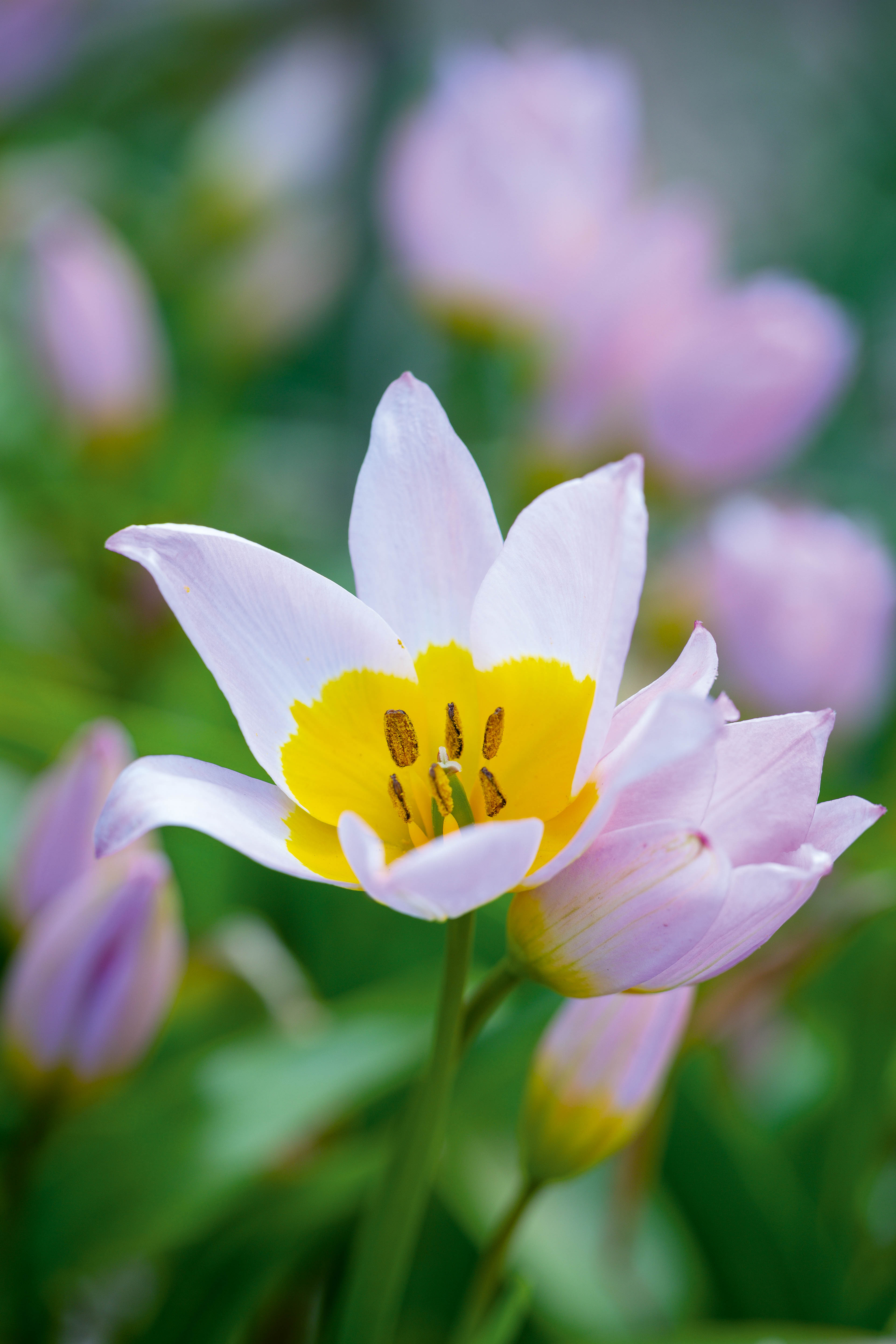 Tulipa saxitalis