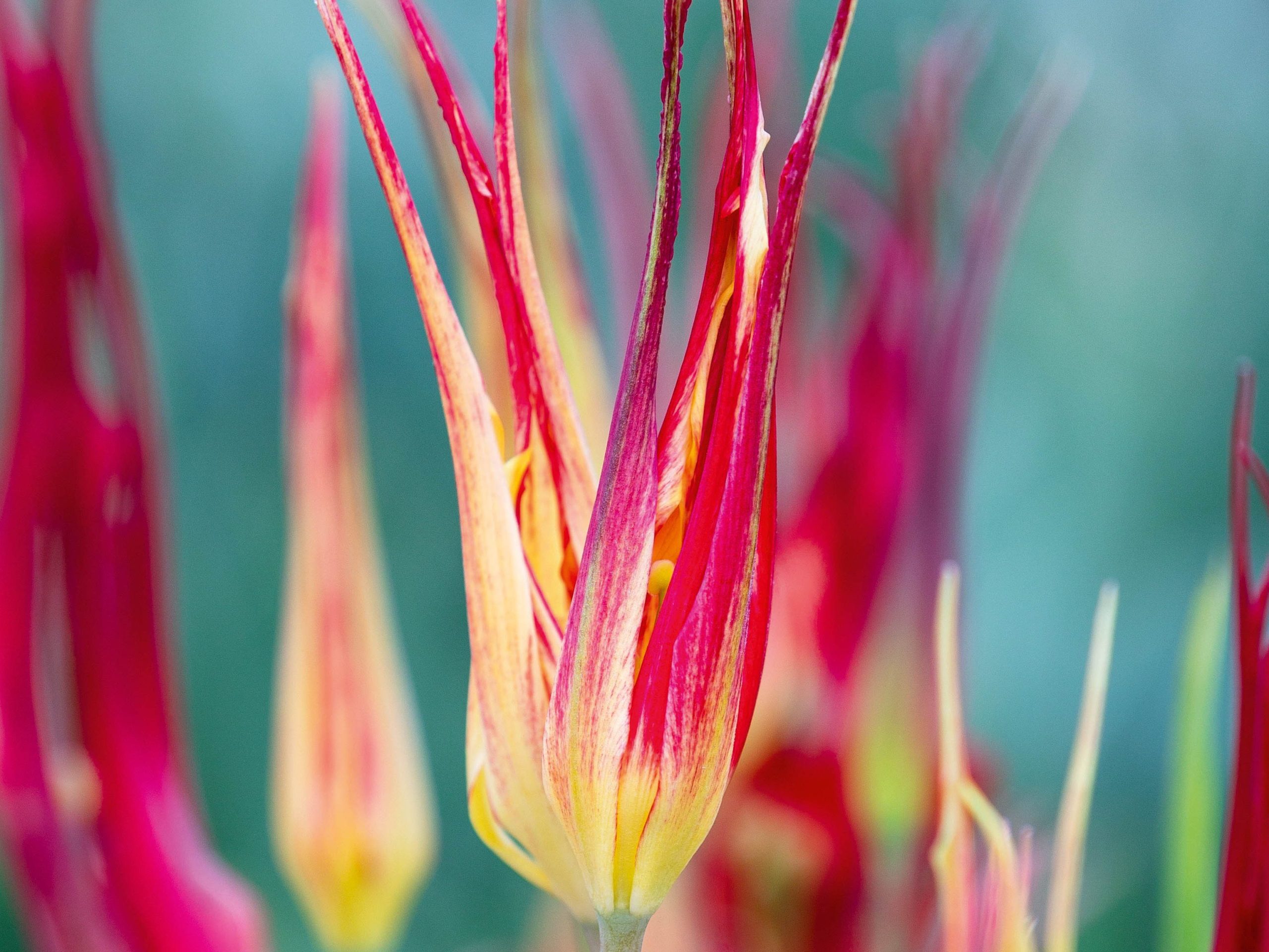 Tulipa cornuta