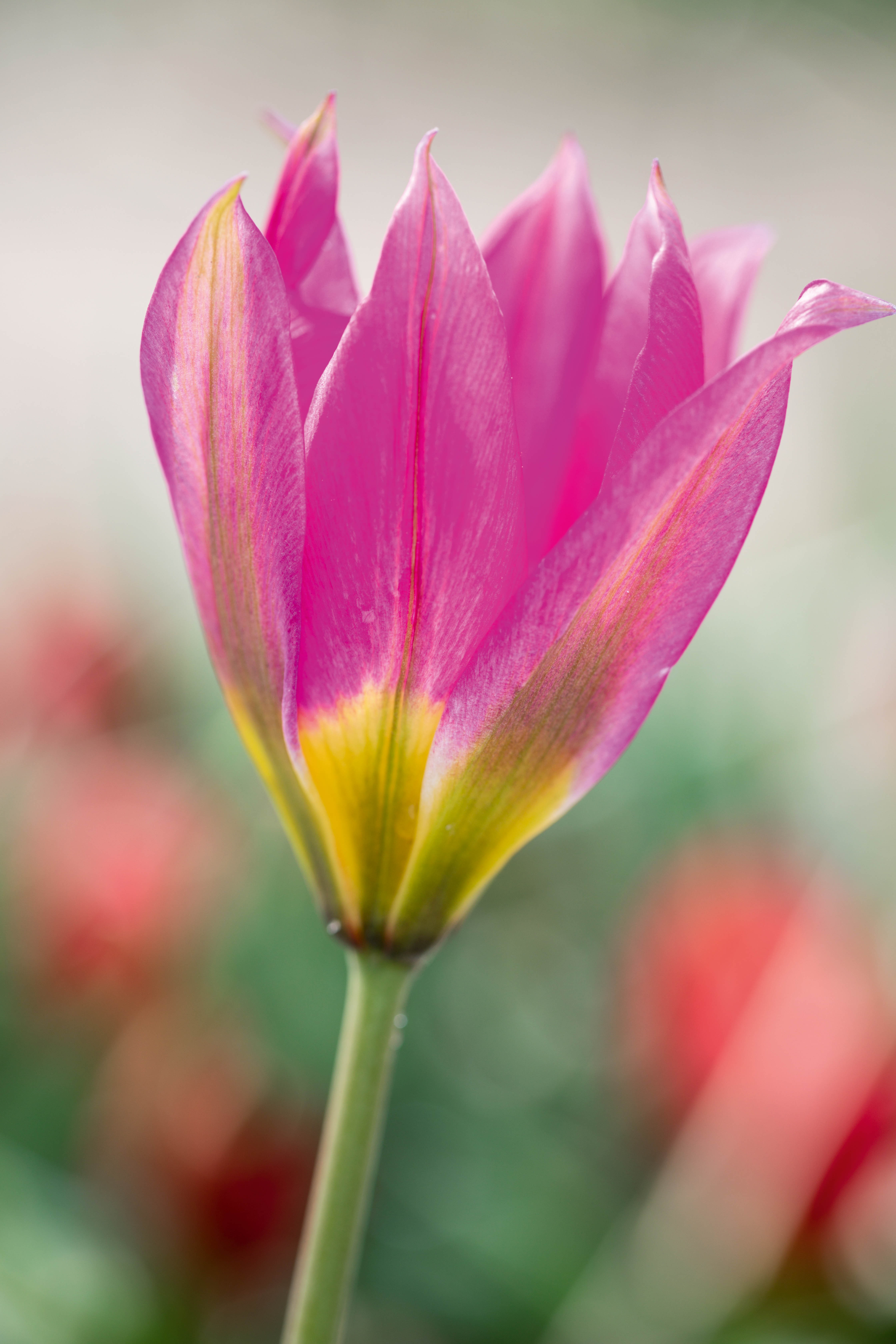 Tulipa humilis 'Eastern Star'