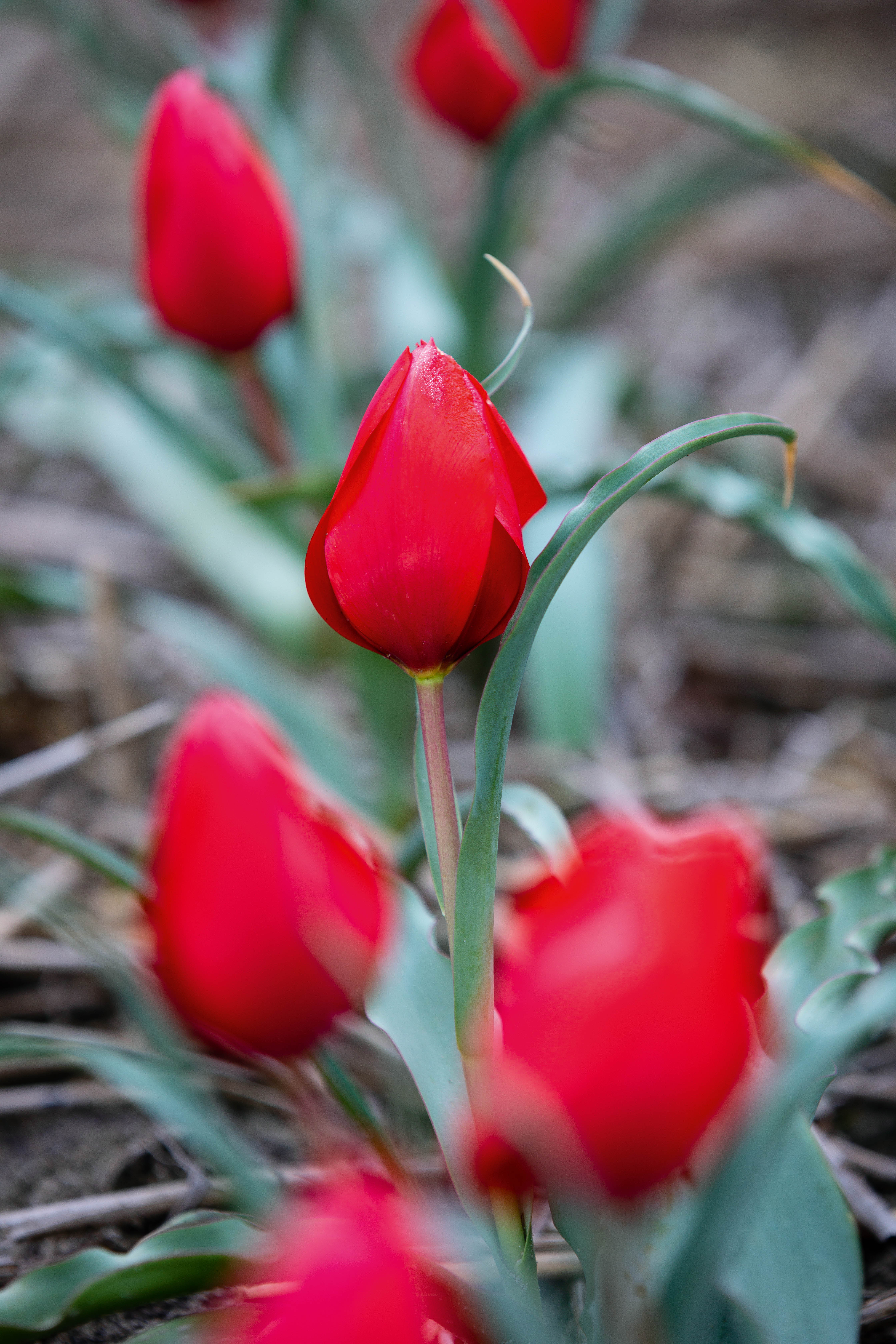 Tulipa montana
