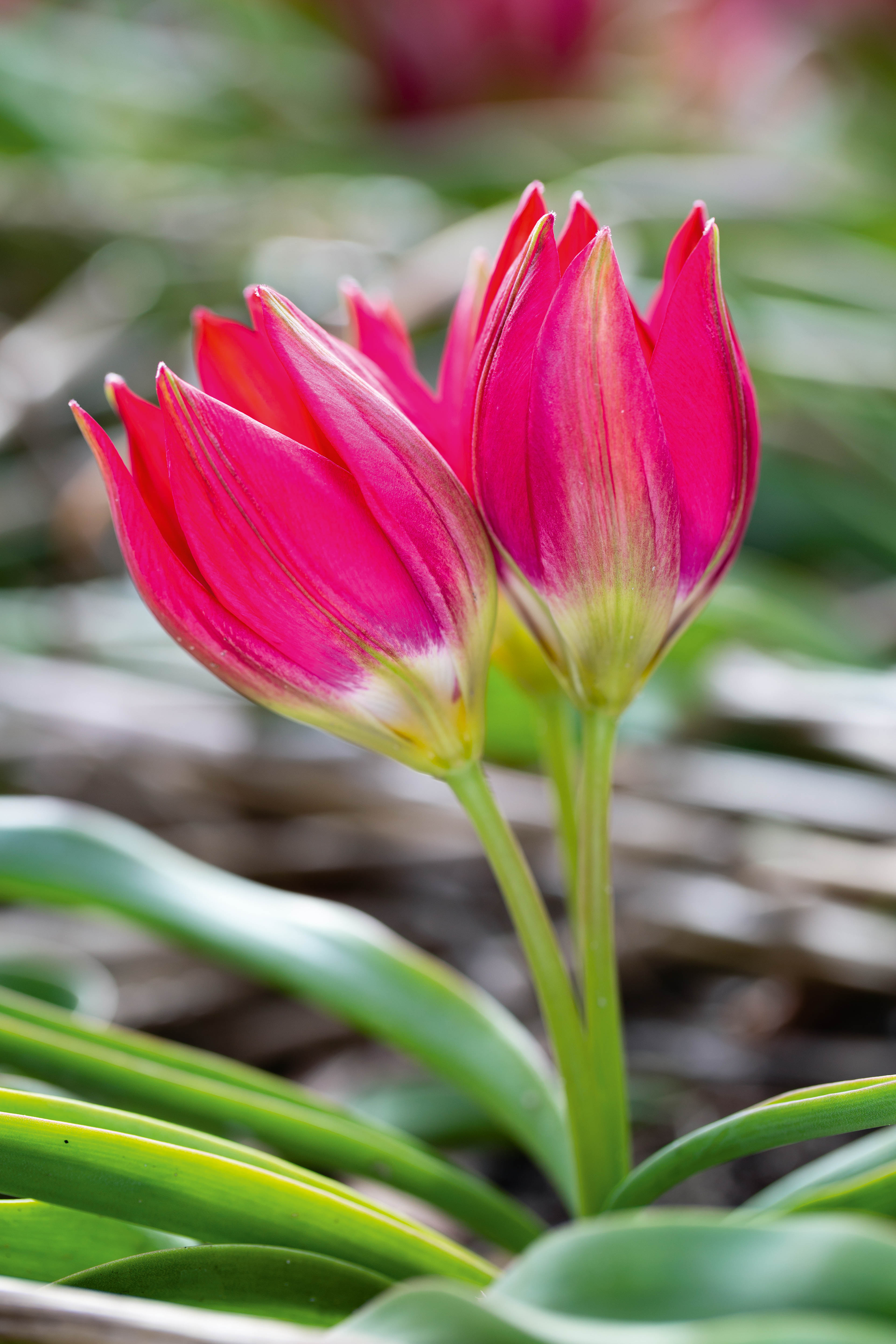 Tulipa orphanidea Hageri Group