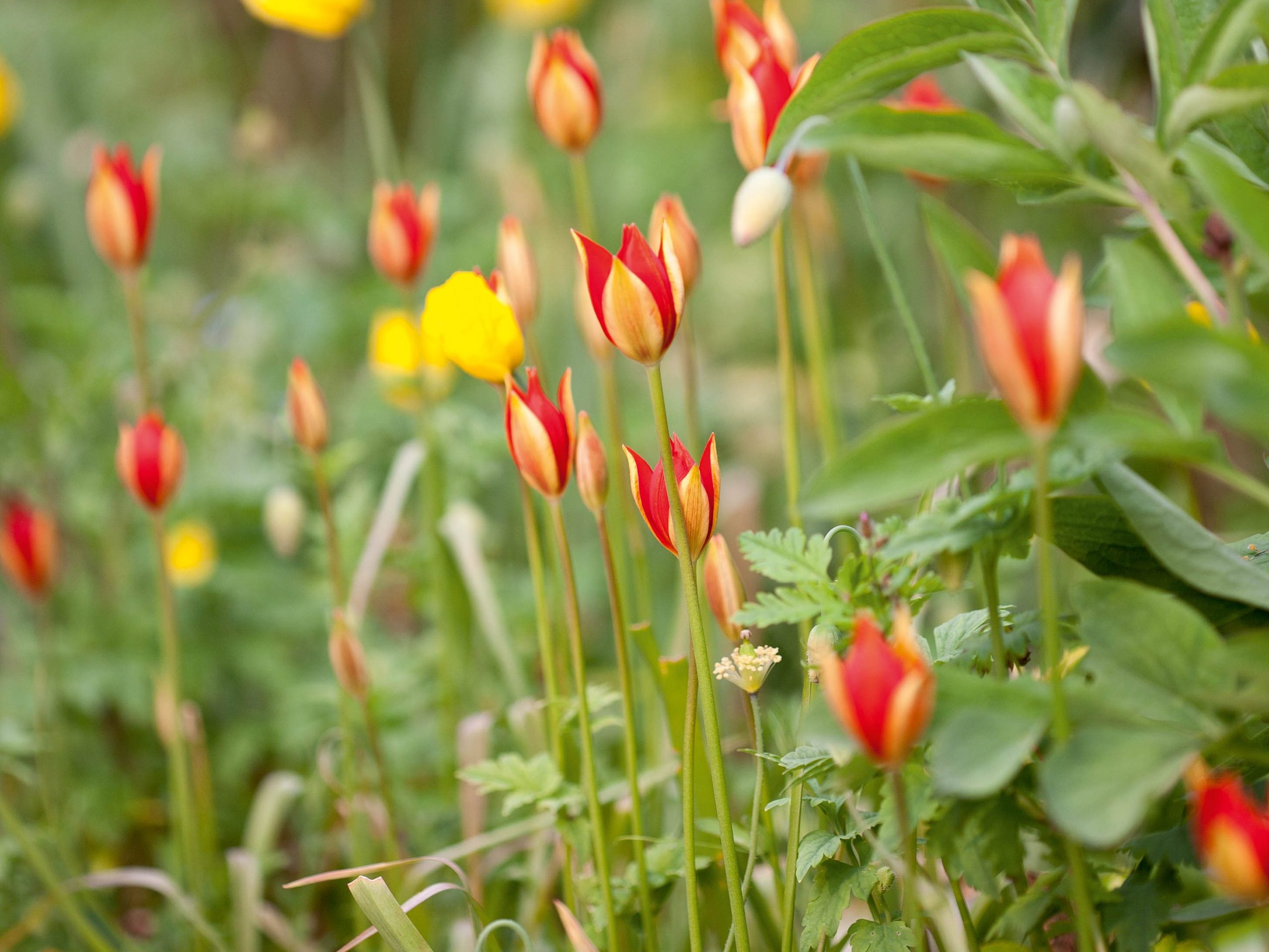 Tulipa sprengeri